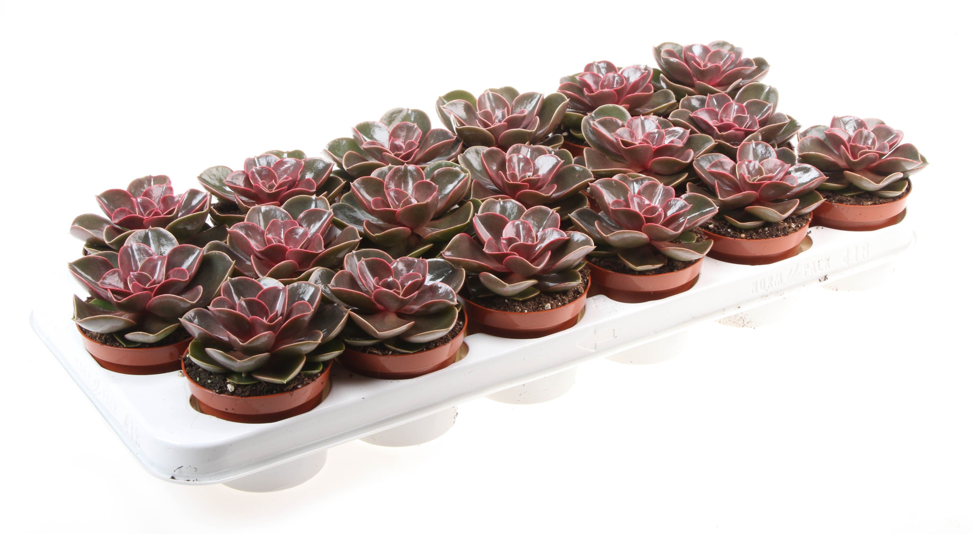Echeveria Magic Parel, D 8,5 cm
