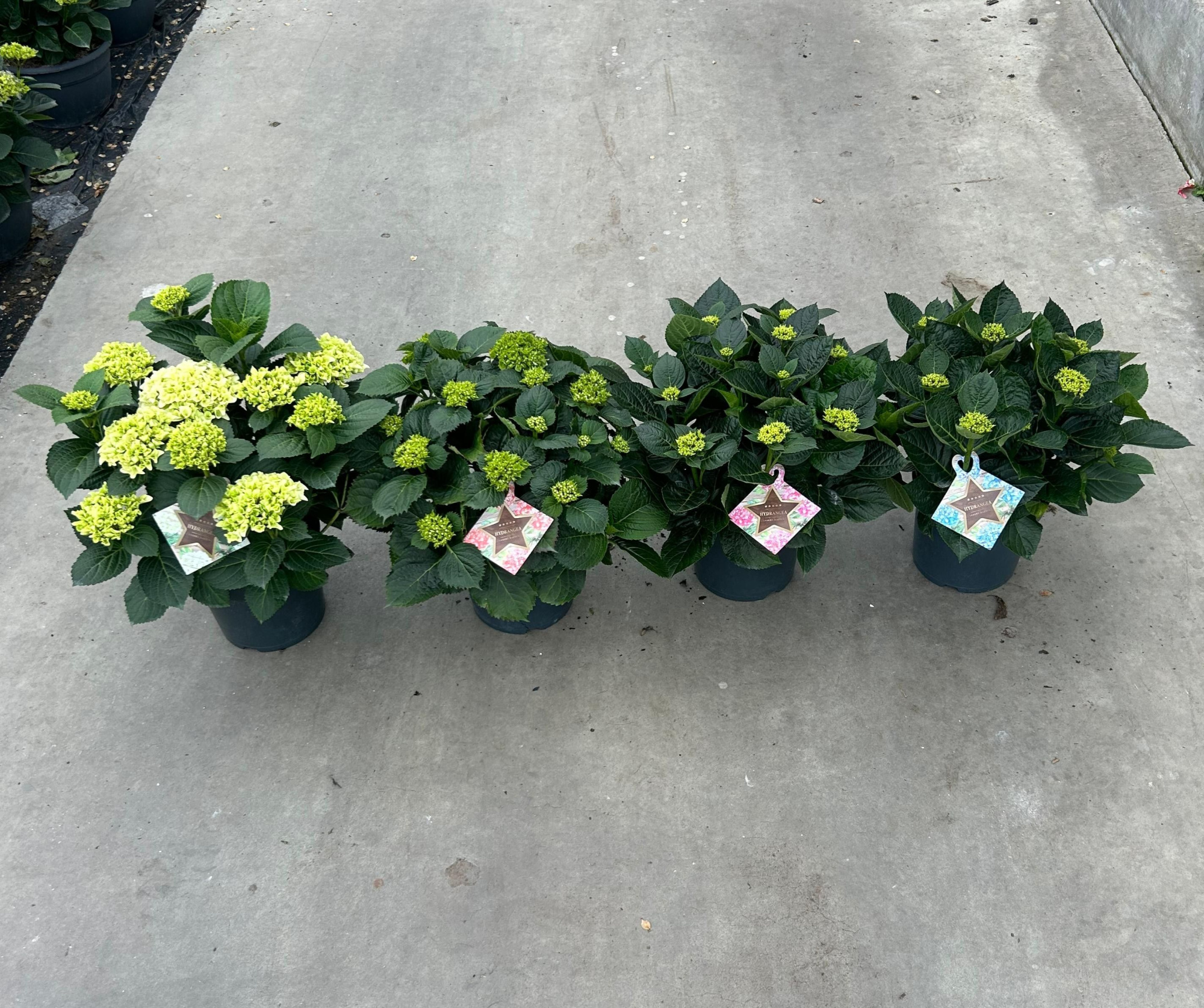 Hydrangea macr. gemengd, 12+kn/bl, D 23