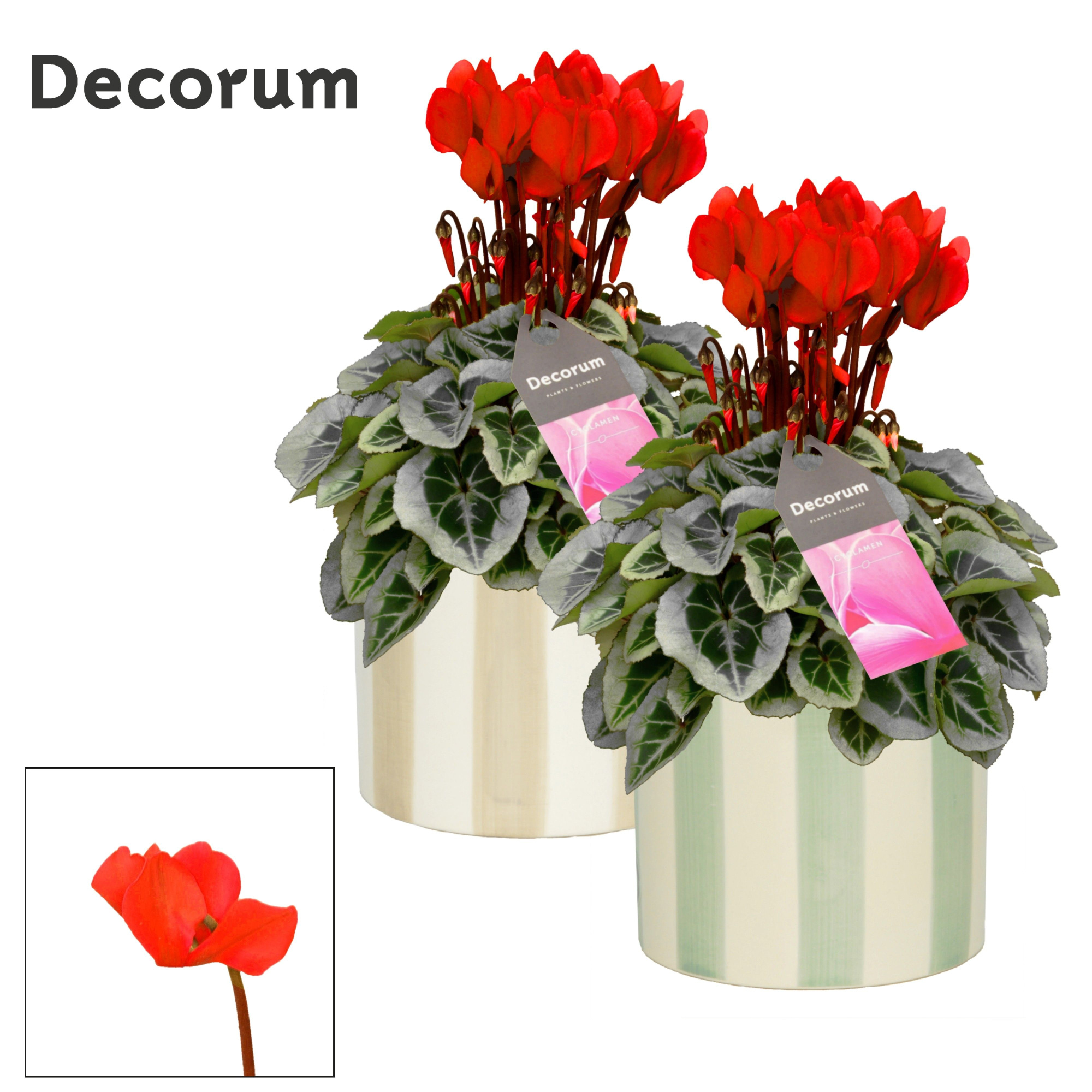 Cyclamen SS Picasso Rood Eline Decorum, D 14 cm