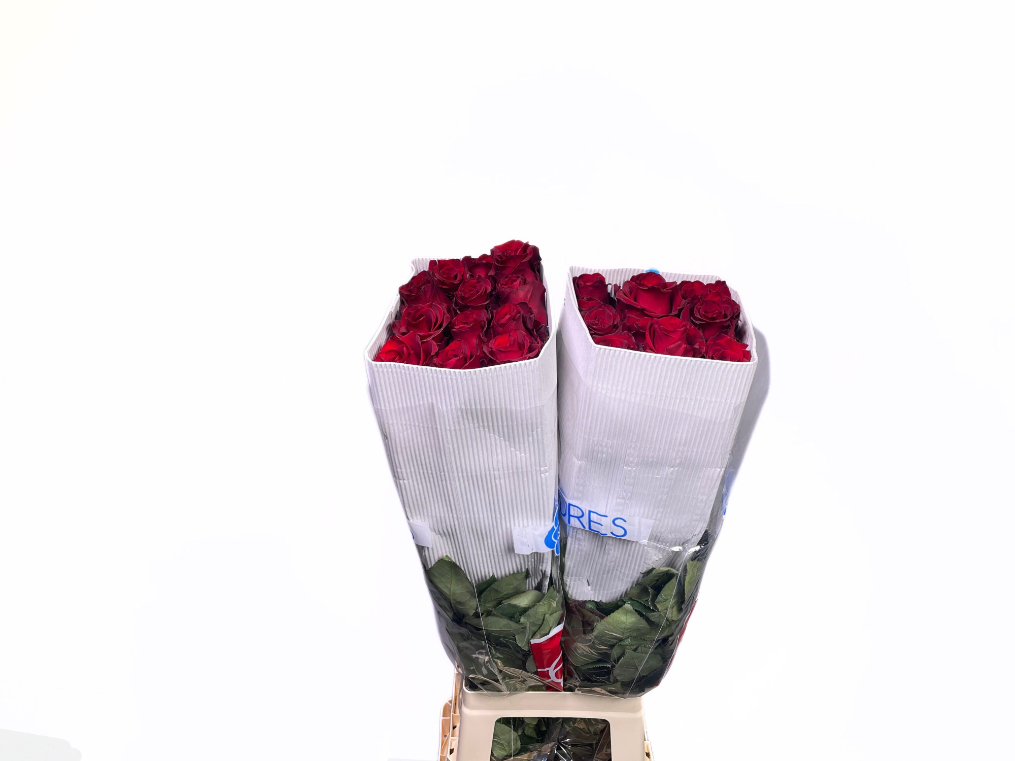 Роза од. Эксплорер 70, шт.