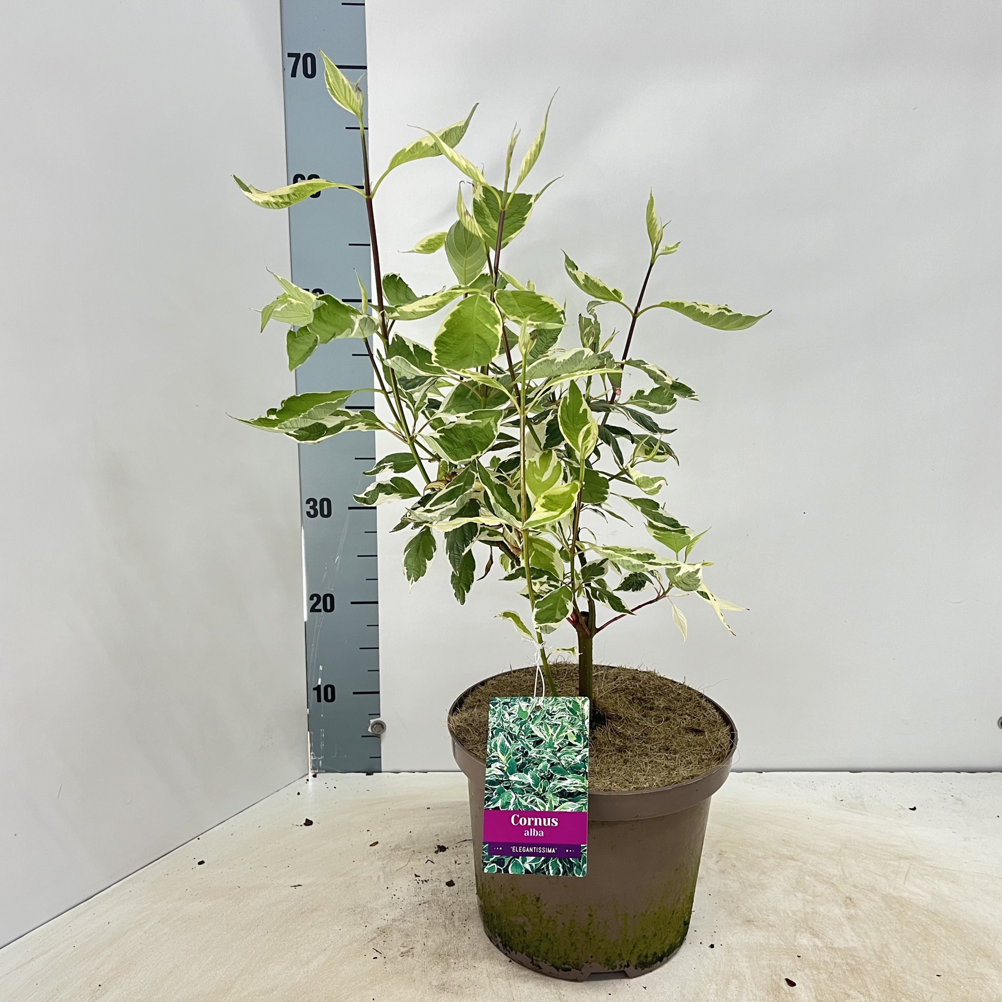 Cornus alba 'Elegantissima', D 23 cm