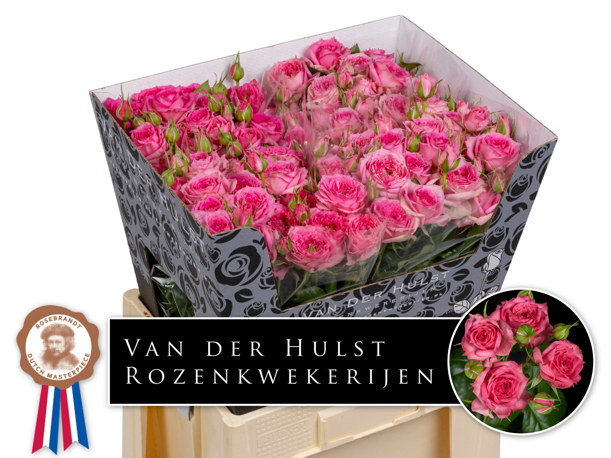 Роза куст. Пинк Дайменшн 60, шт.