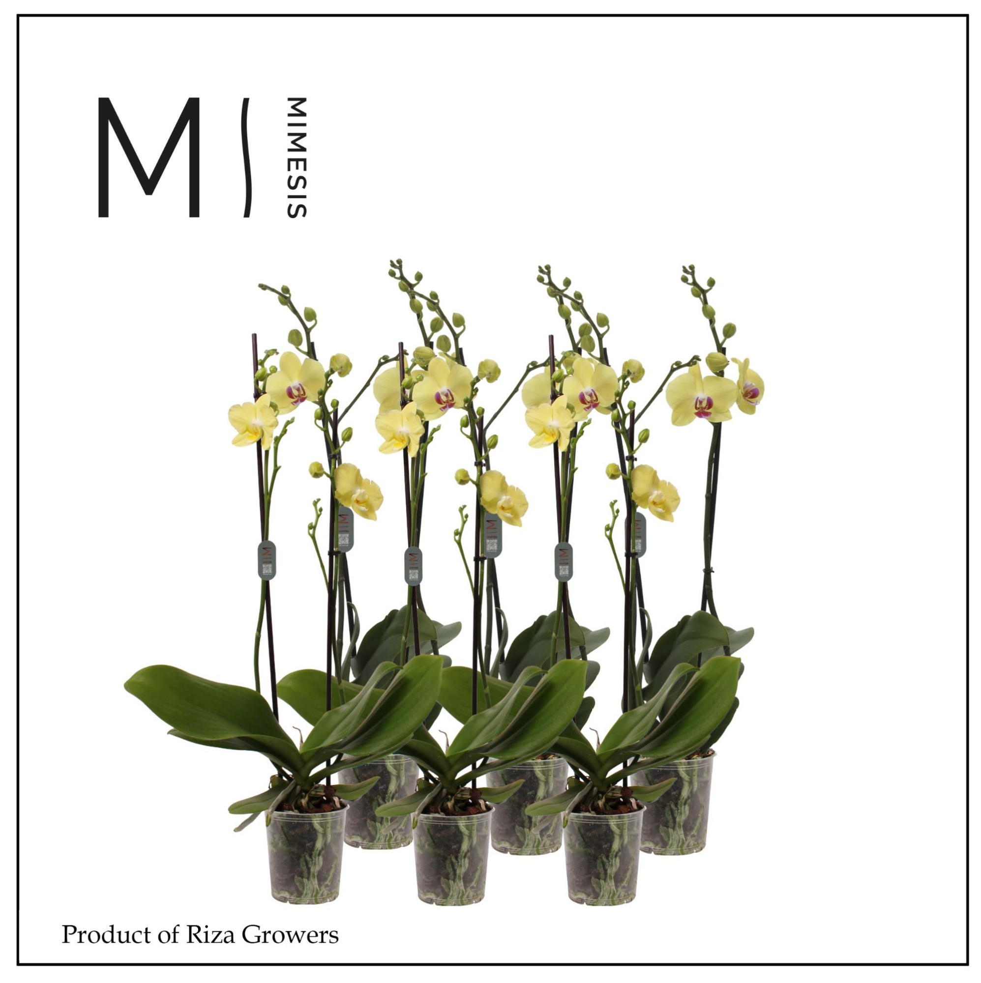 Phalaenopsis Yellow 2 spike - 12cm | Mimesis, D 12 cm