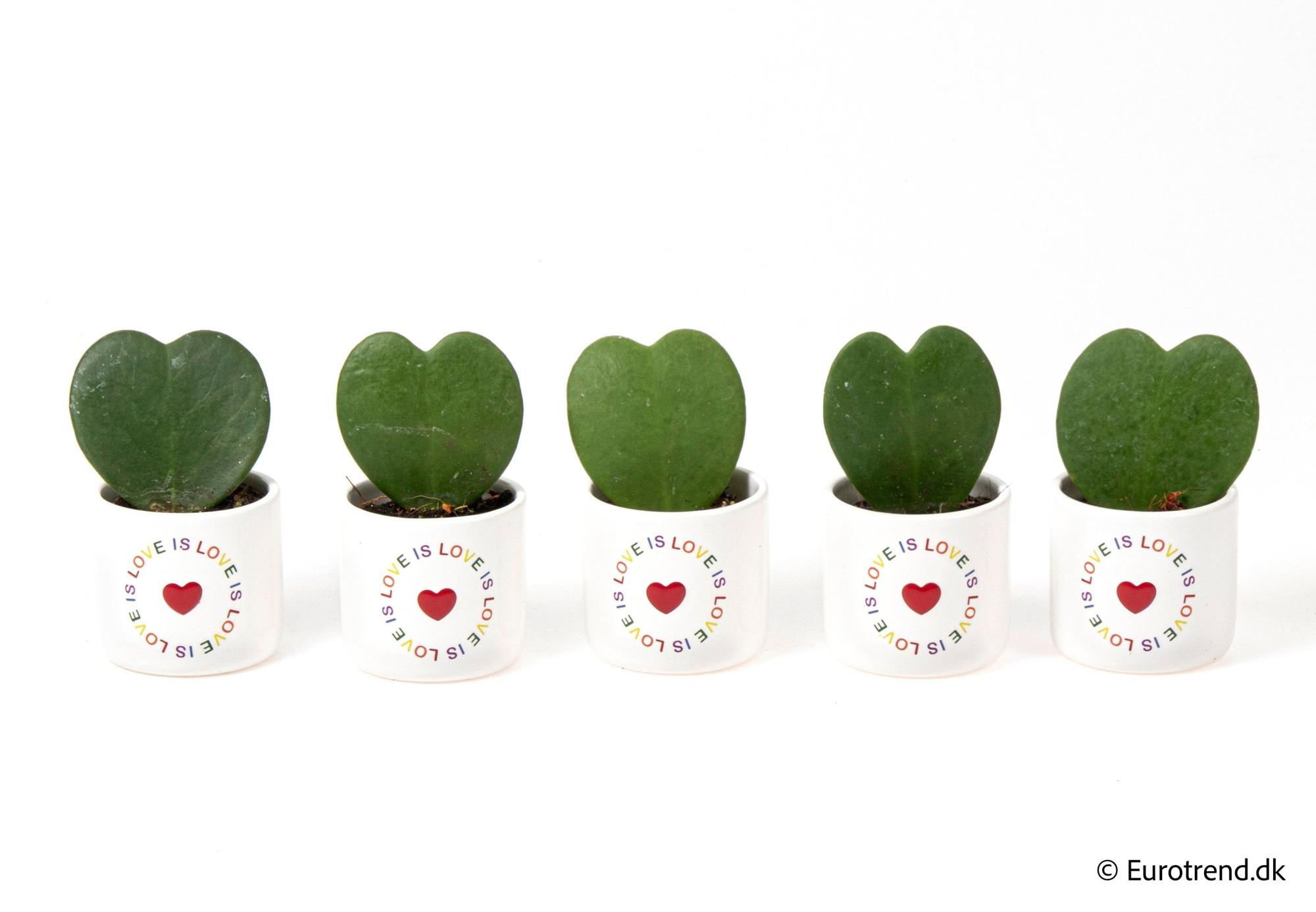 Hoya Kerrii Single in love is love ceramic - Spring, Summer & Autumn 2025, D 6 cm