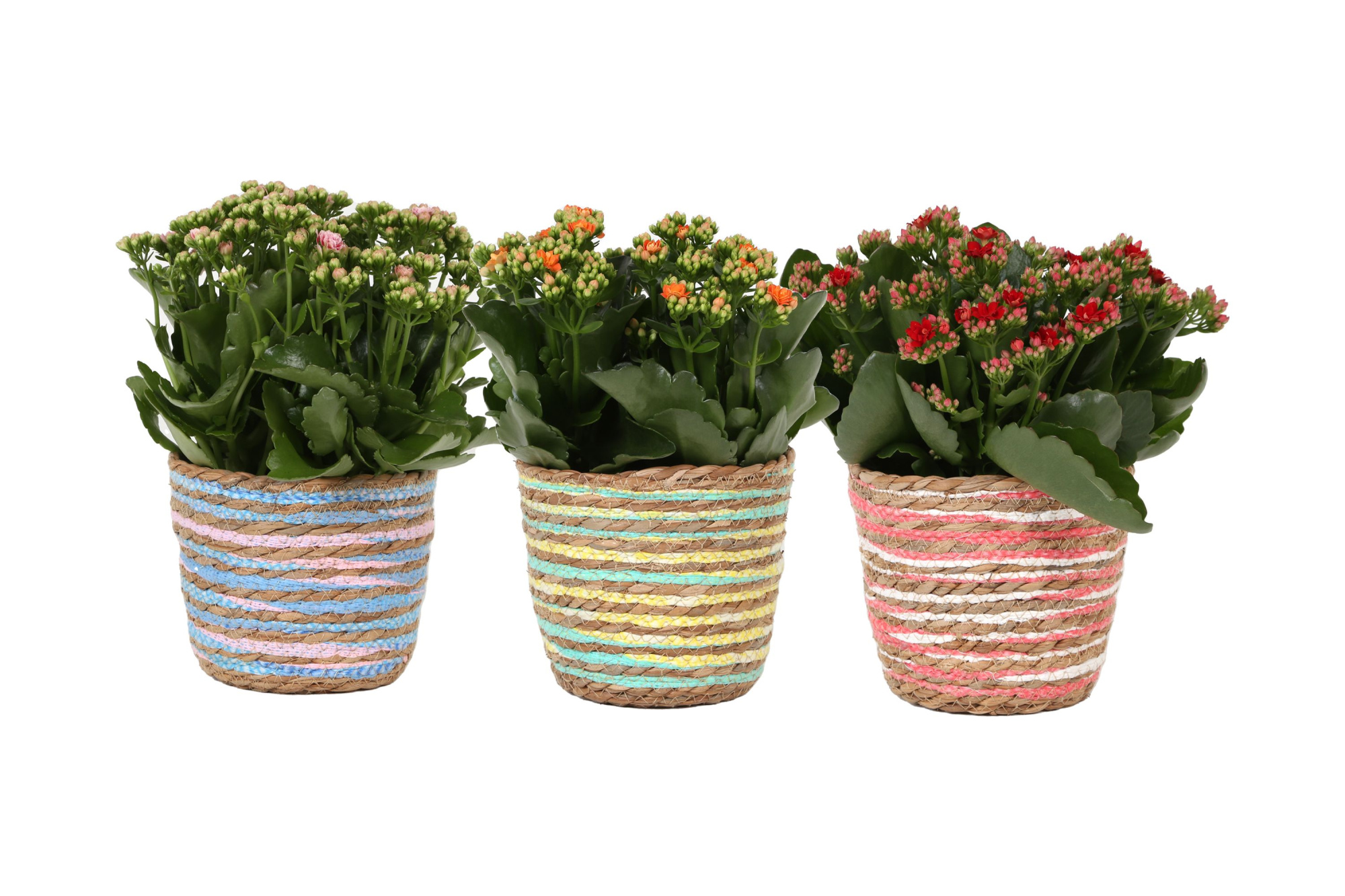 KP-847.1 - Kalanchoe Rosalina 15cm in mand 3 assorti mix, D 15 cm