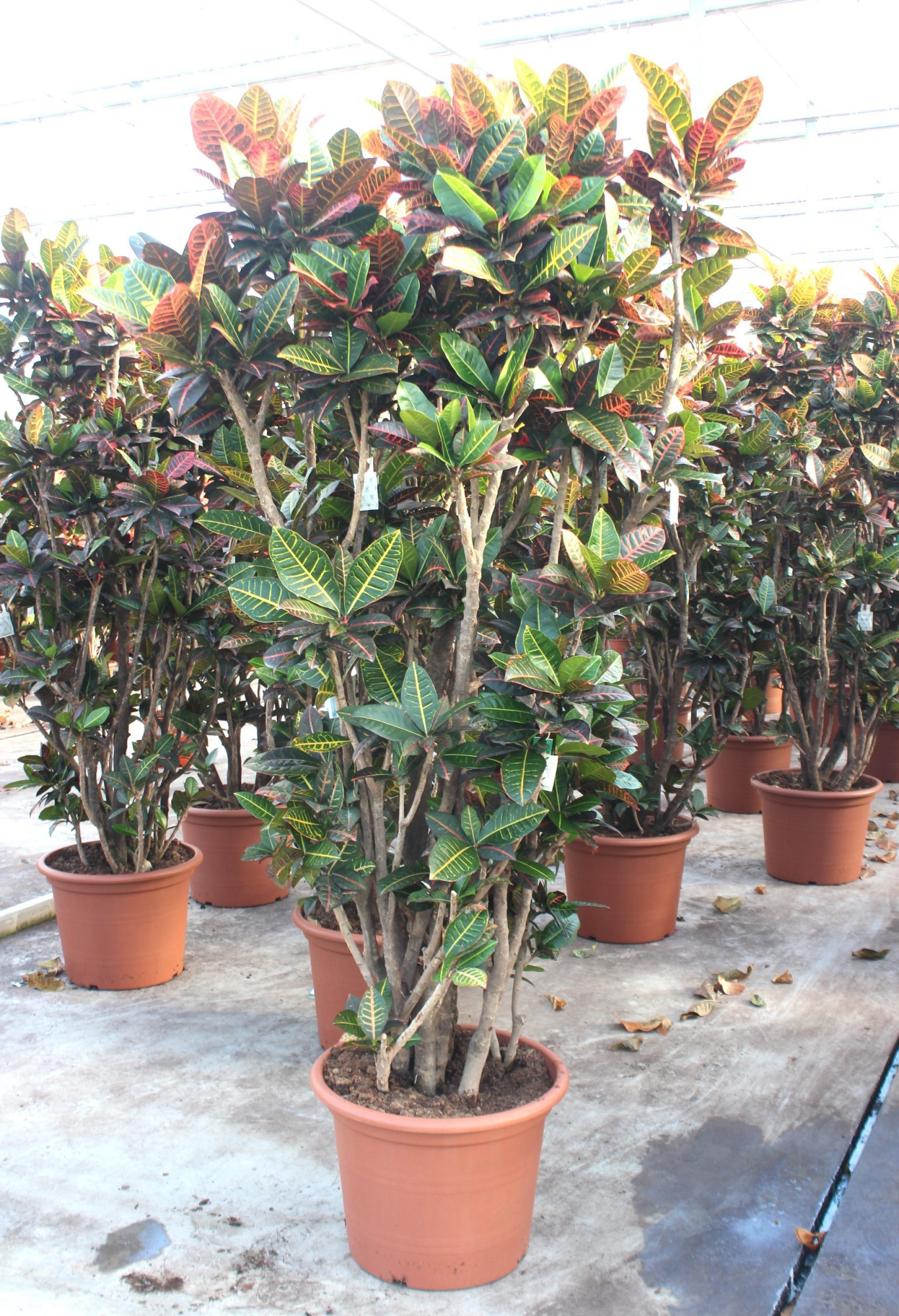 Codiaeum Petra (Croton Petra), D 55 cm