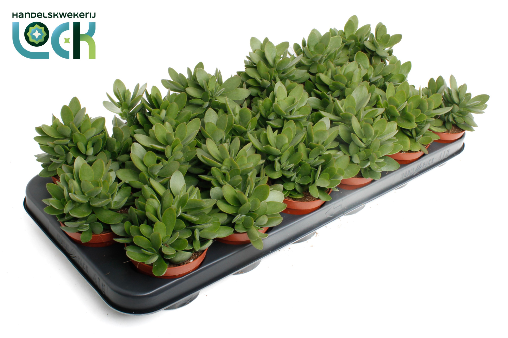 Crassula Moneymaker, D 8,5 cm