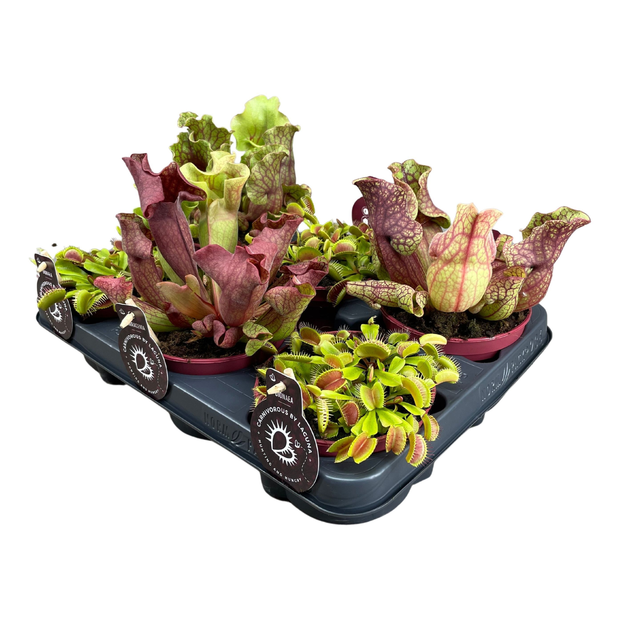 Vleesetende planten mix | 4 Sarracenia laag , 2 Dionaea, D 12 cm
