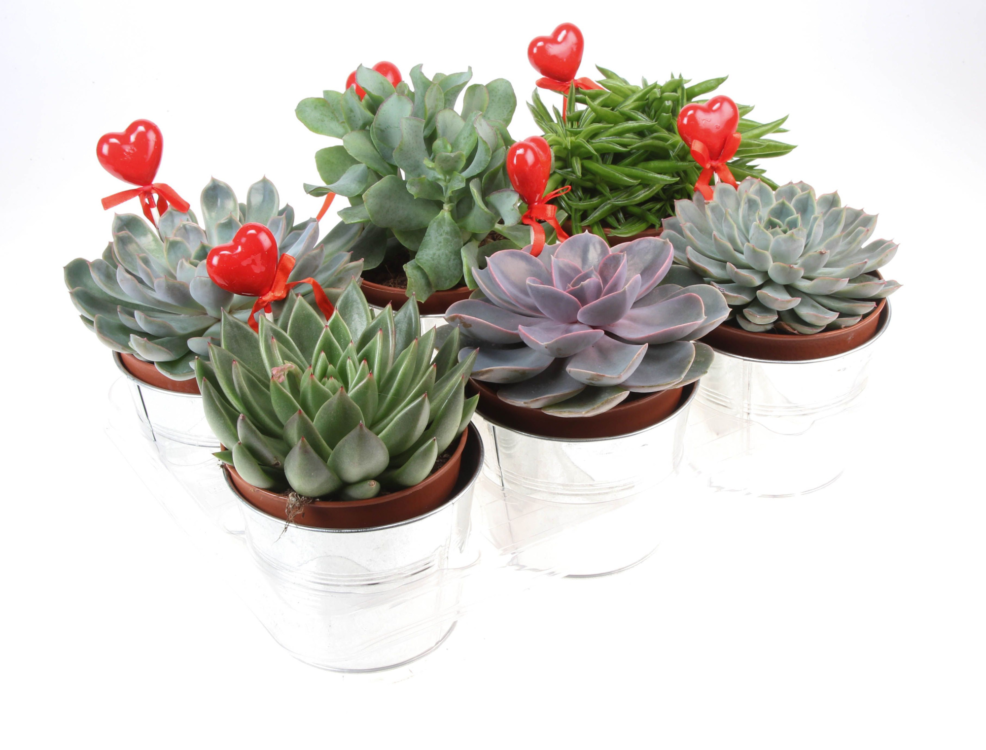 Zink succulent mix + hartje, D 12 cm
