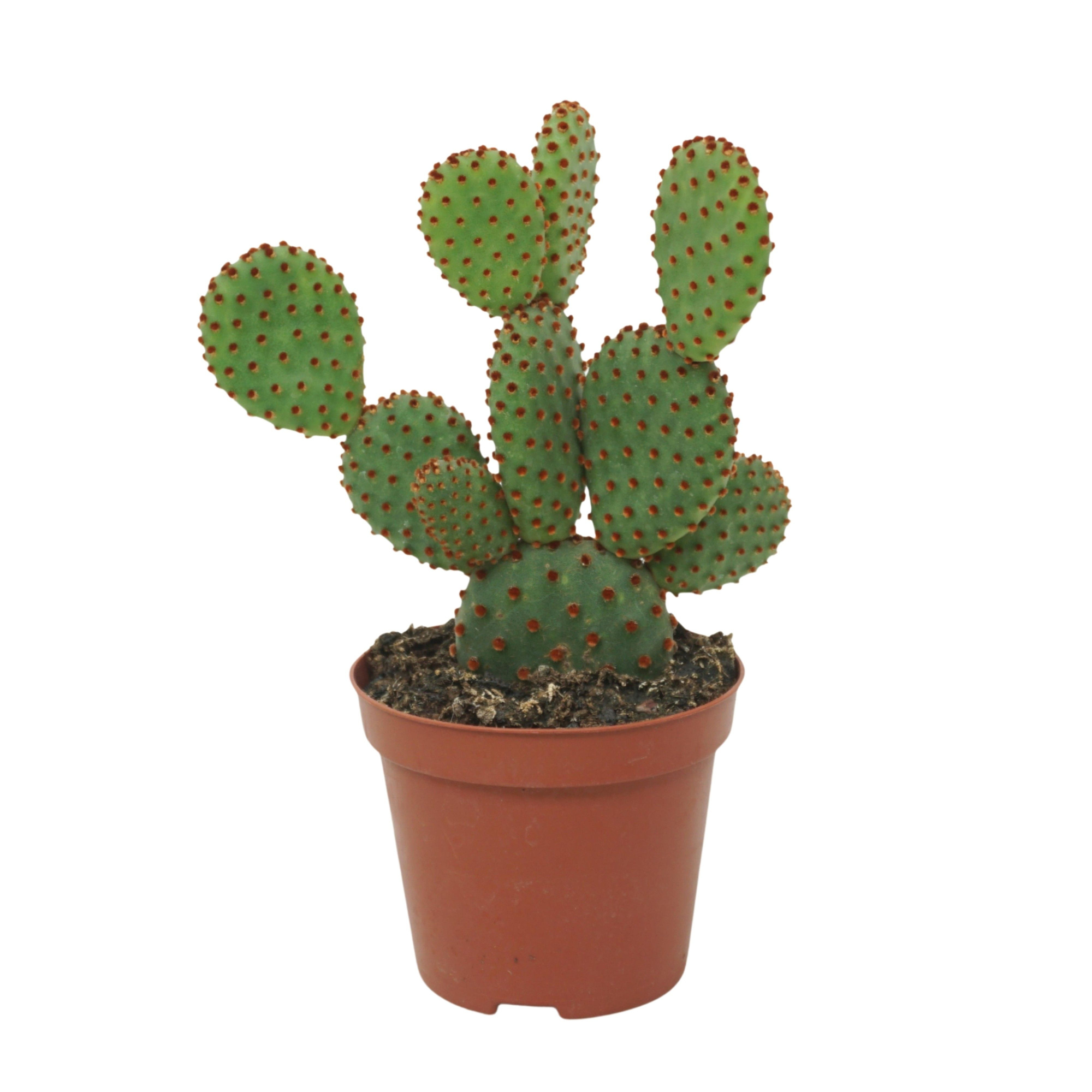 Opuntia microdasys rufida 8,5 cm, D 8,5 cm