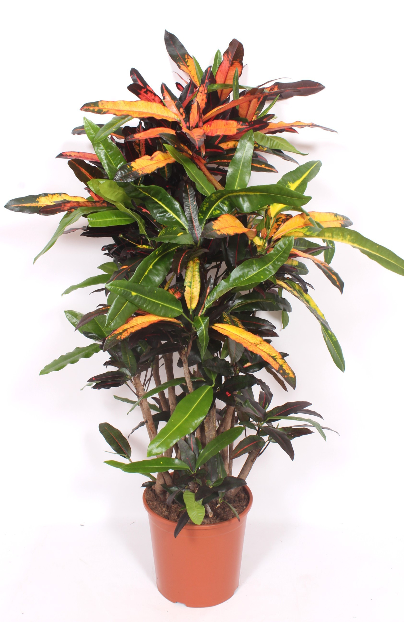 Codiaeum Mango (Croton Mango), D 30 cm