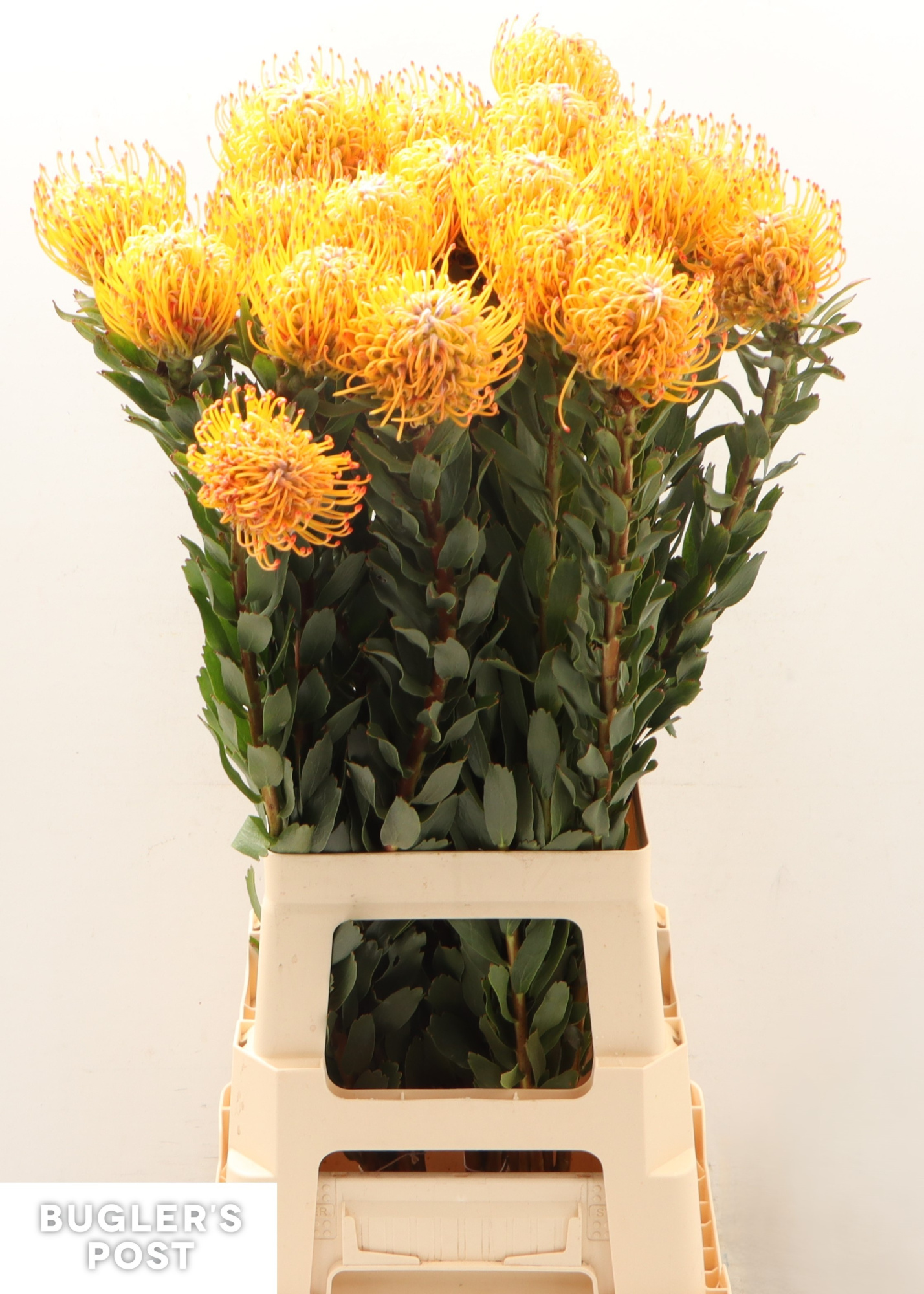 Нутанс Айоба Сан 80, шт.