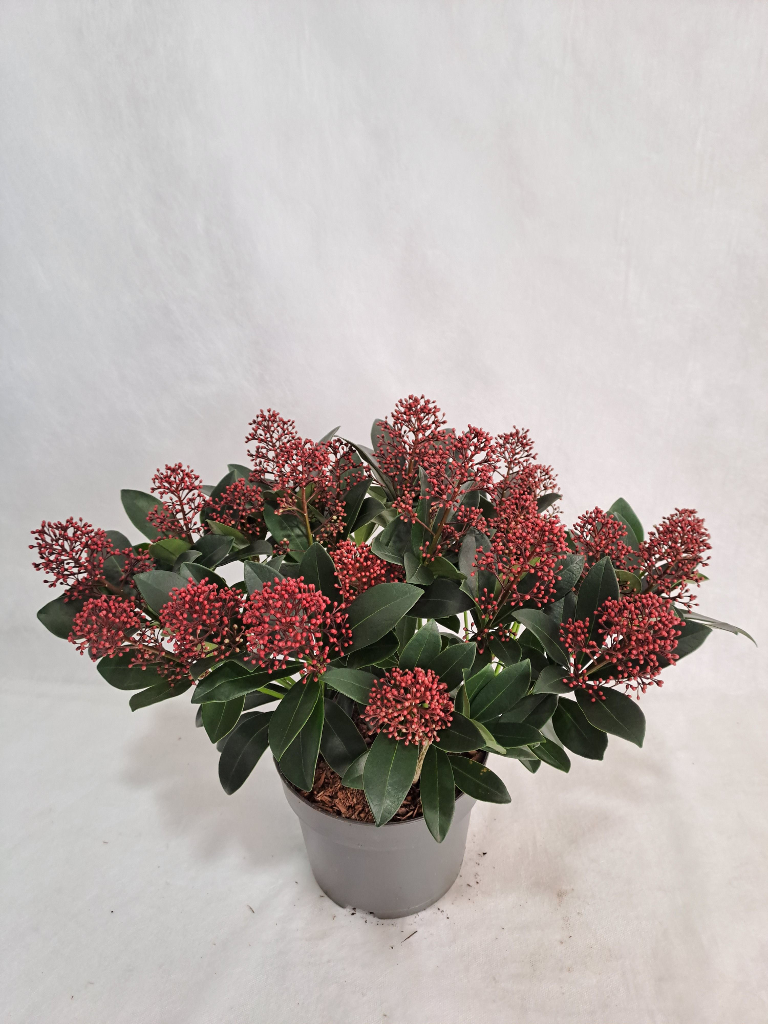 Skimmia Rubella P17 20-25 bloem, D 17 cm