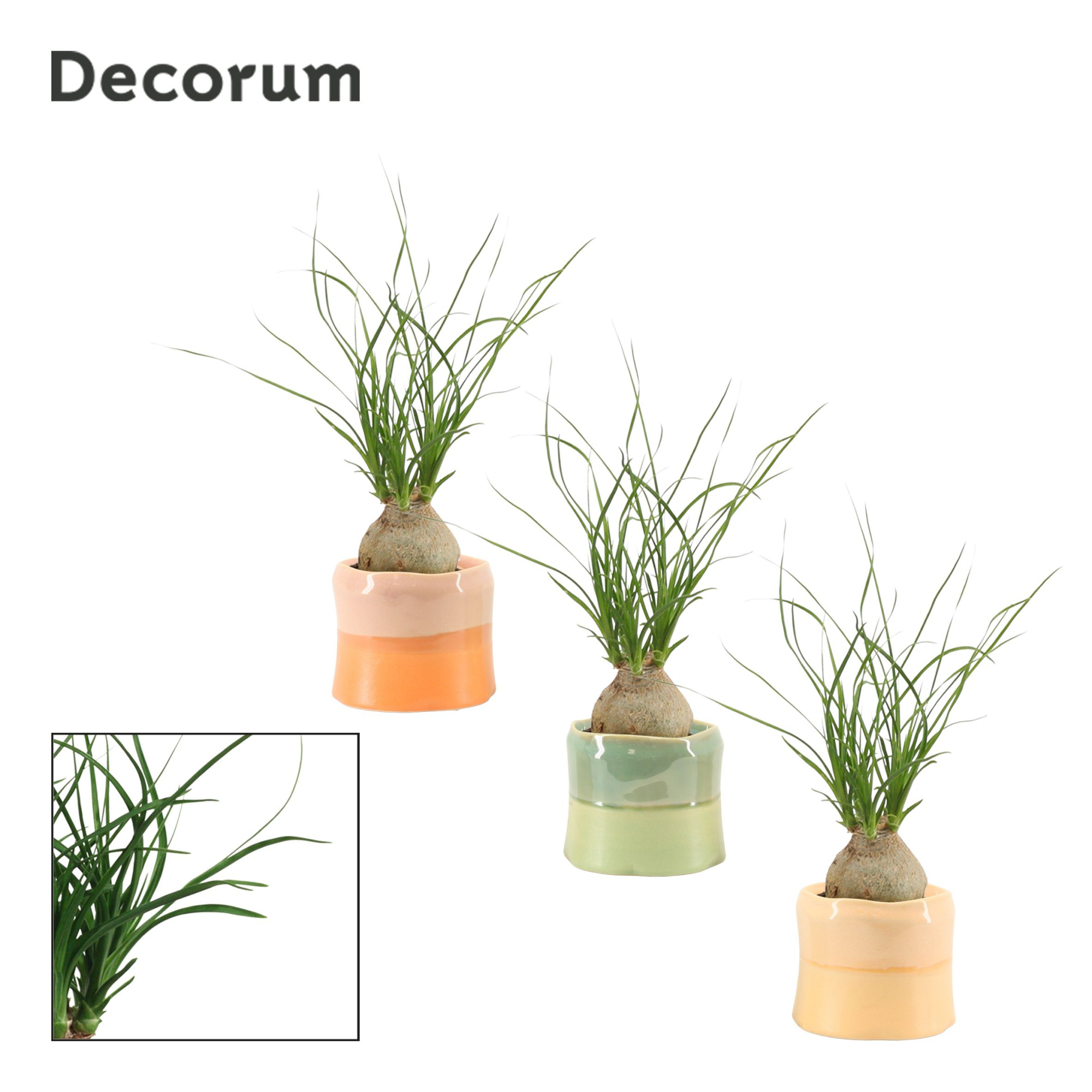 Beaucarnea bol 6 cm in Evita (Craft world-collection), D 6 cm