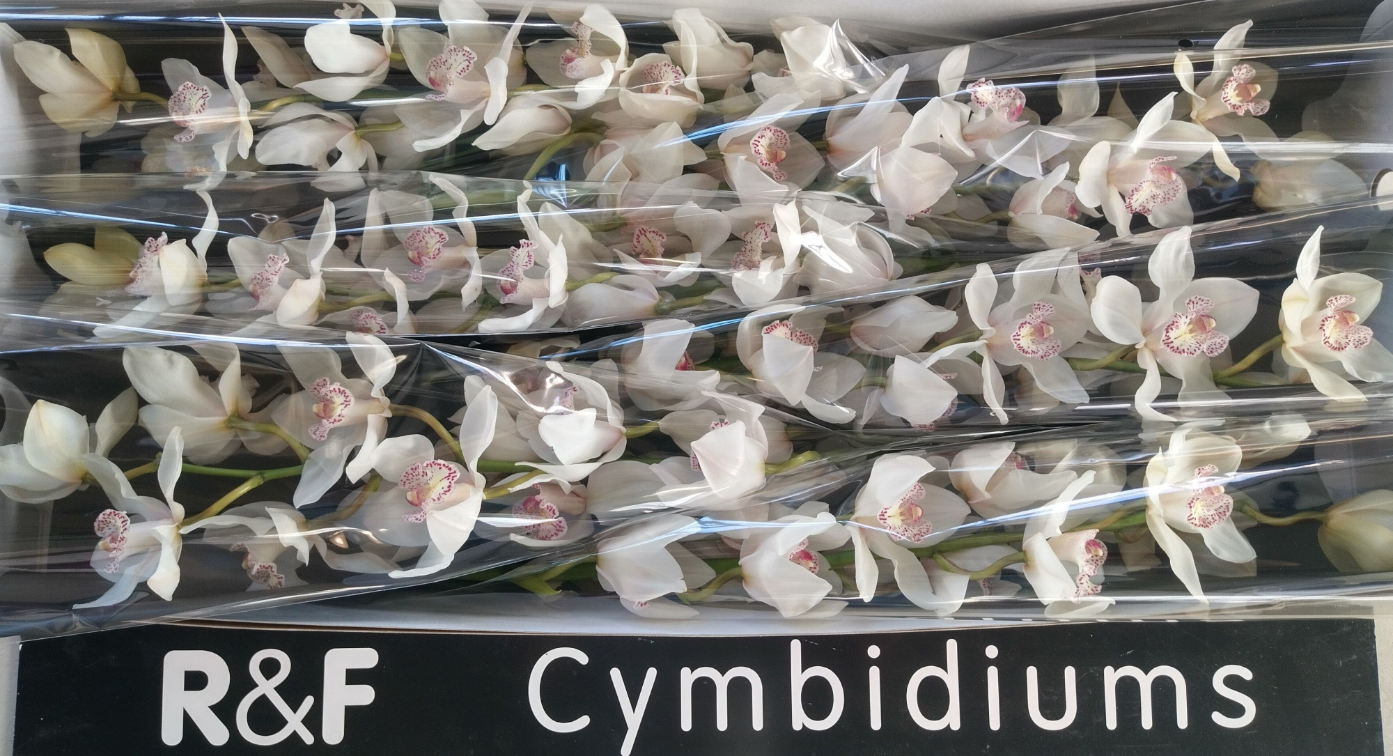 Цимбидиум Мистер Шугар Ли 80 (бел.) x6, шт.