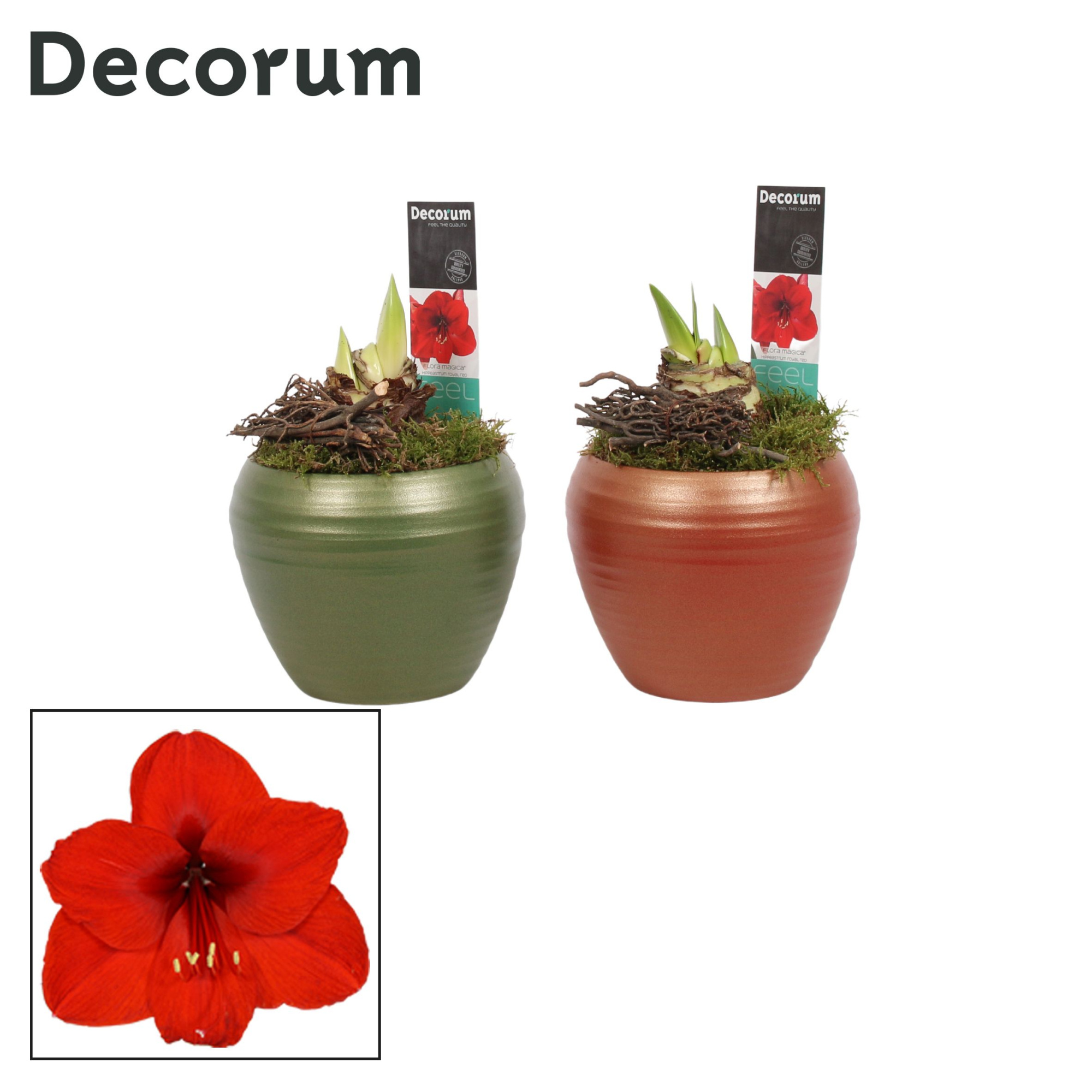 Amaryllis Rood 2 Knop in Melanie HERFST (Decorum), D 12 cm