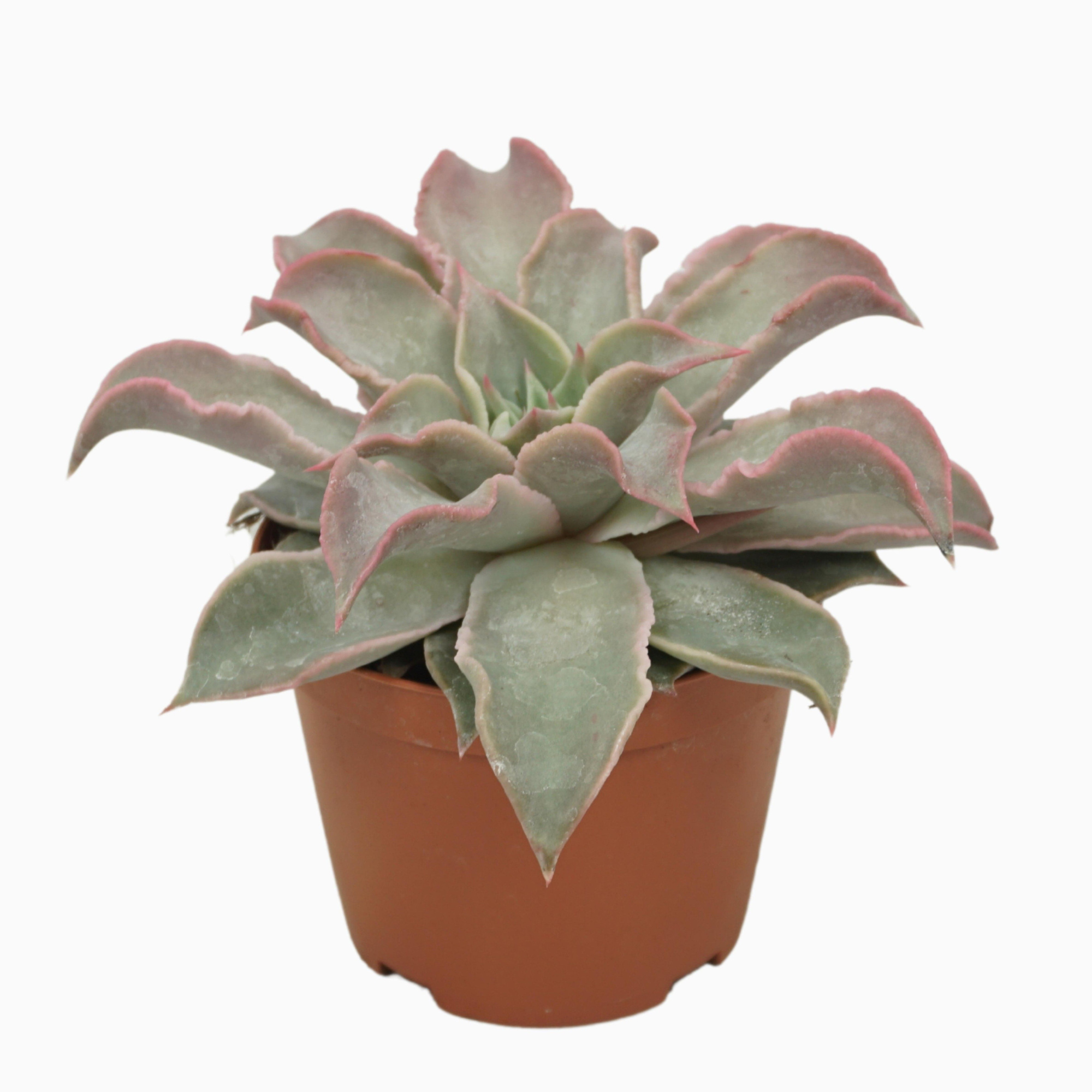 Echeveria maradiba 10,5 cm, D 10,5 cm