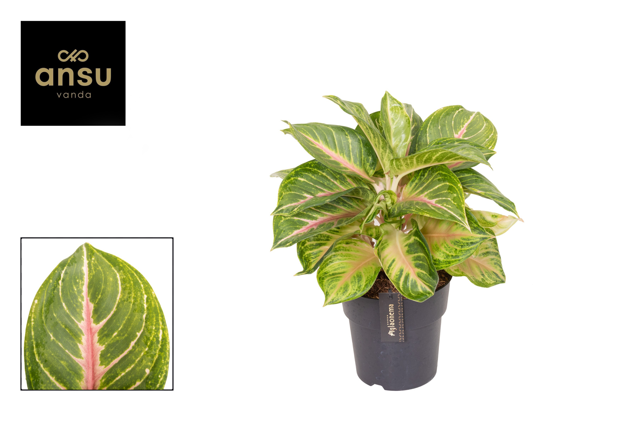 Aglaonema Sakura Muchi, D 19 cm