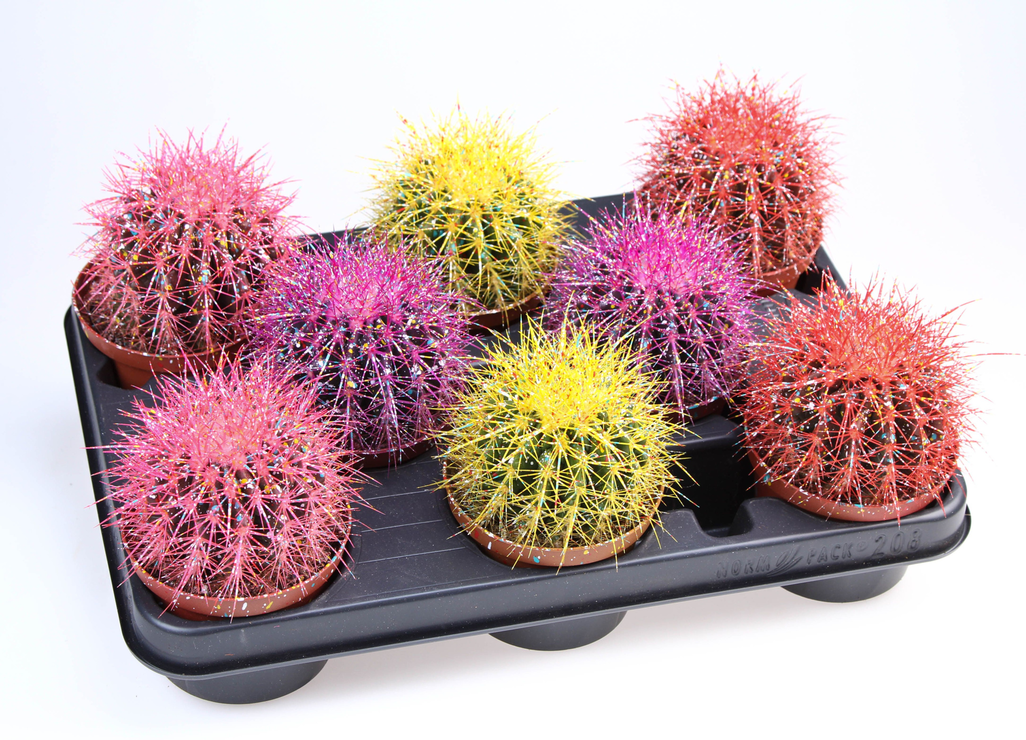 Grusonii rainbow sprinkle mix, D 10,5 cm