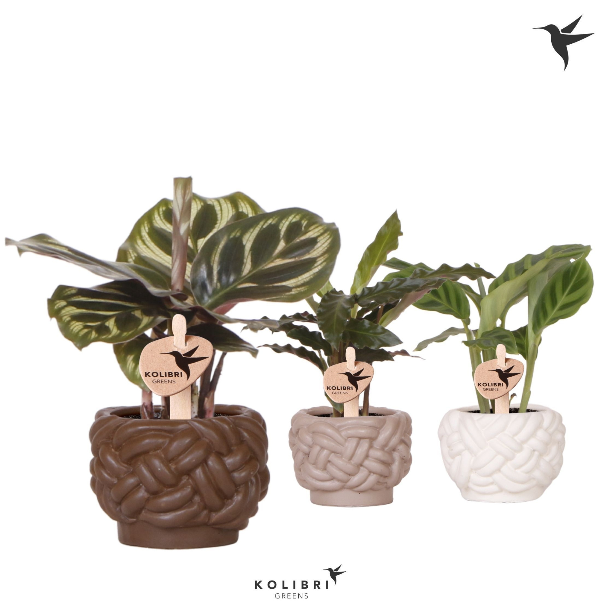 Kolibri Greens Calathea mix in Rope pot mix, D 6 cm