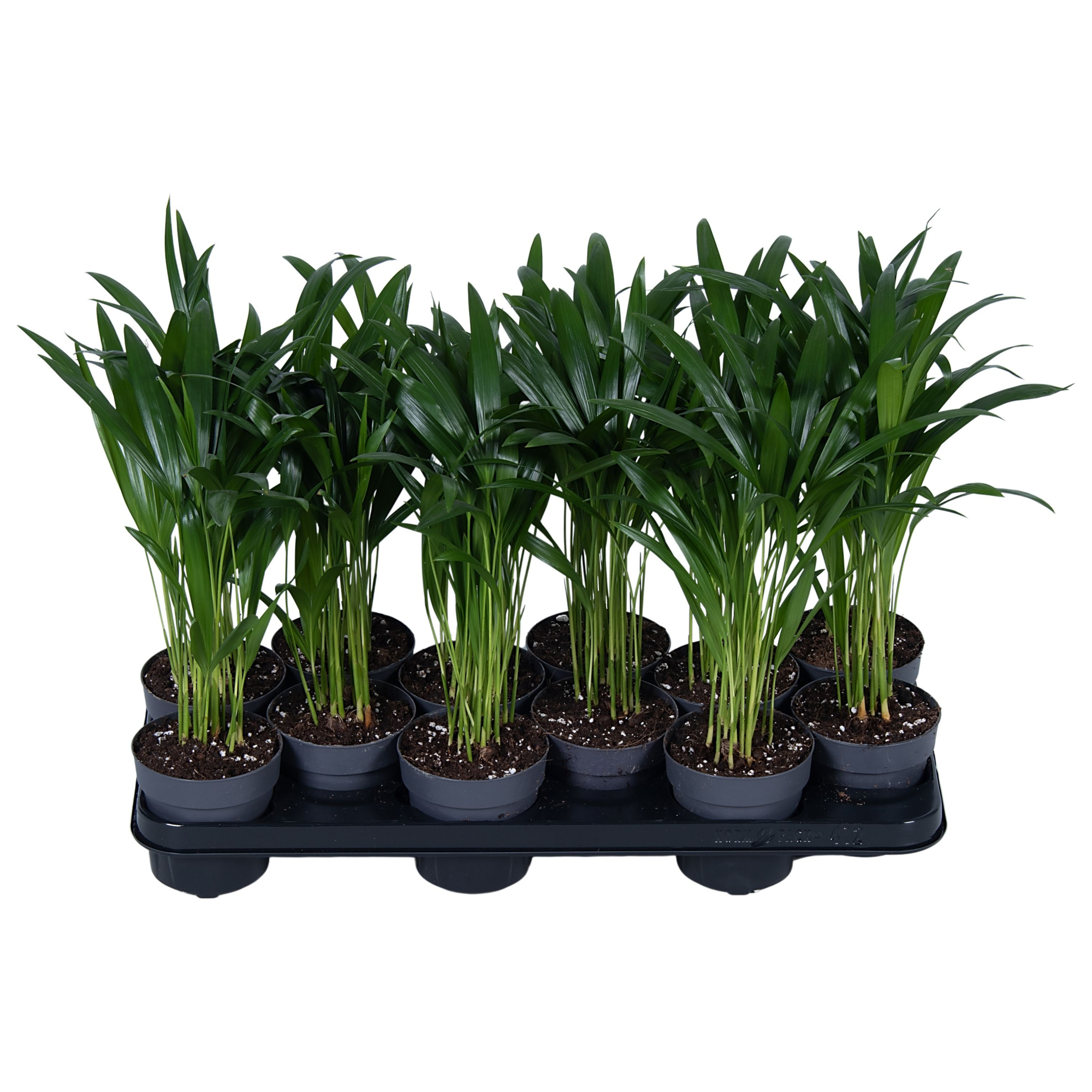 Nolina | Dypsis Lutescens, D 10,5 cm