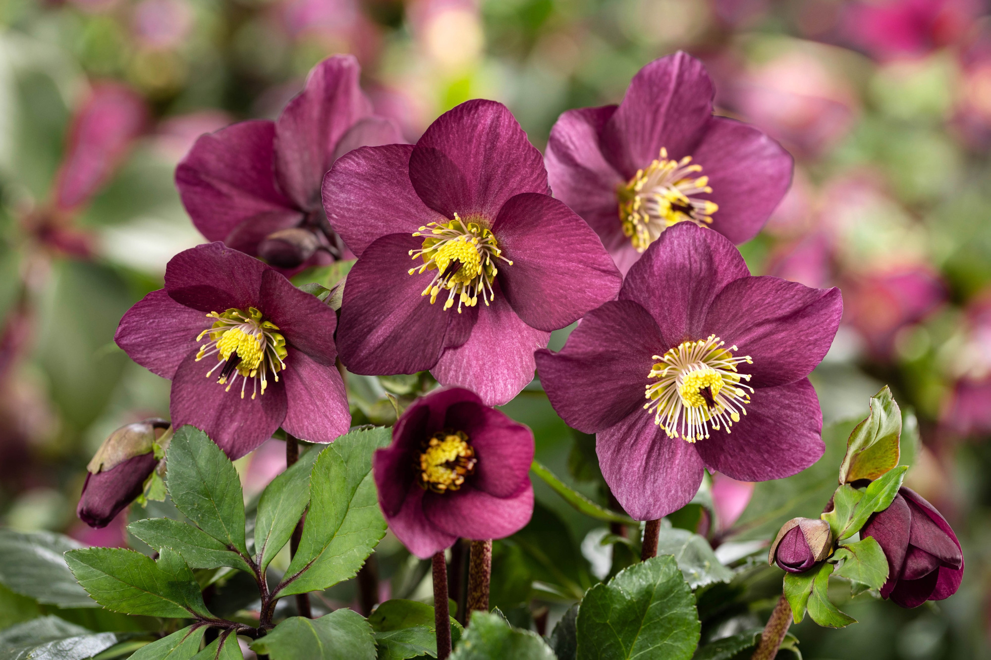 HGC® Winter Ballet® Karli, D 15 cm