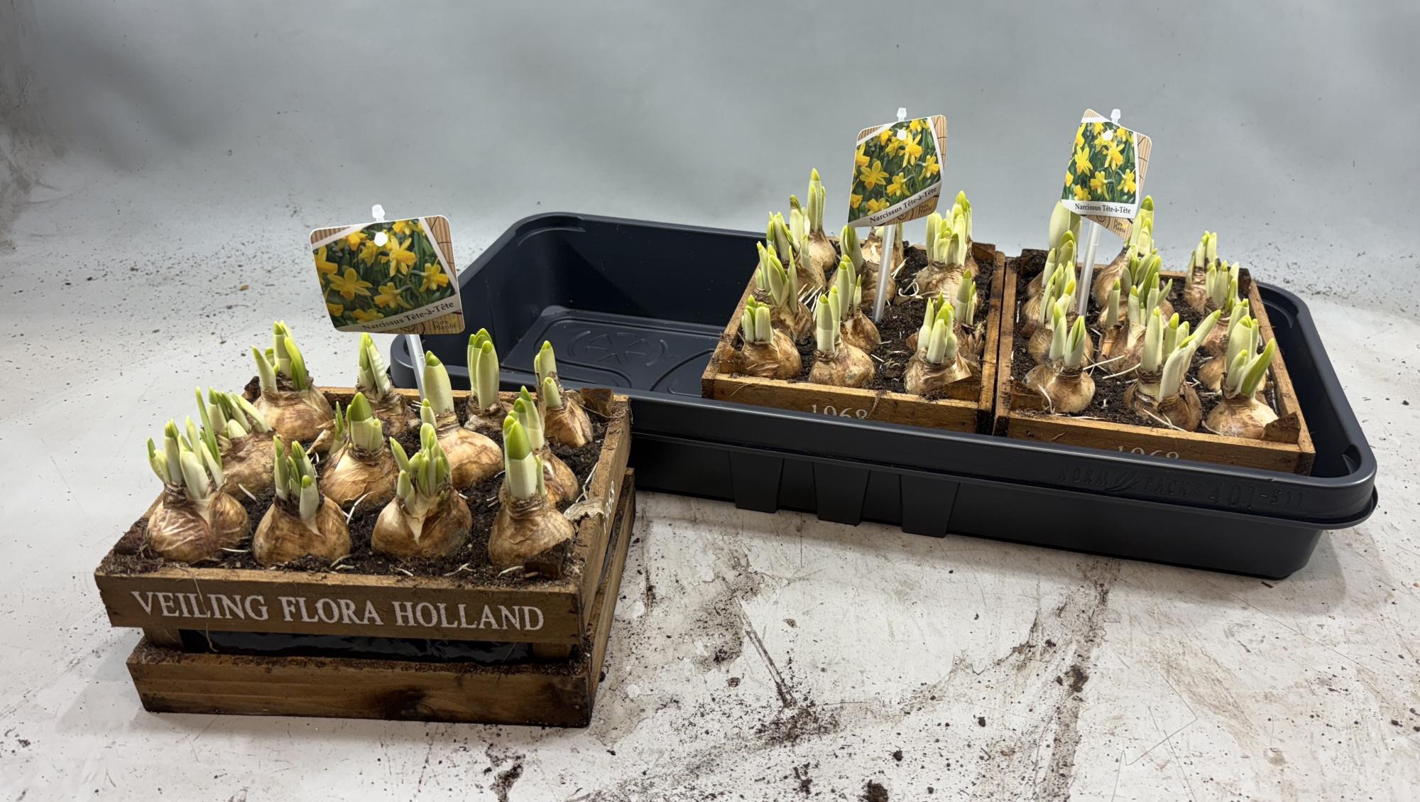 Narcis in veilingkist 2 plank, D 23 cm