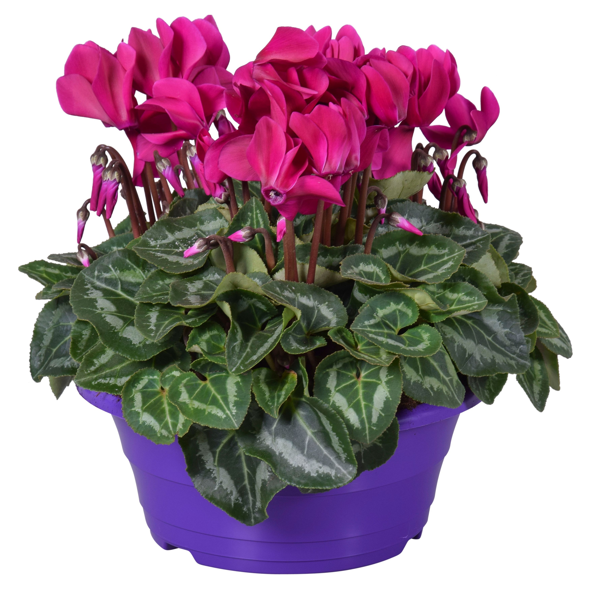 Cyclamen Ton sur Ton in paarse schaal (3pp), D 23 cm