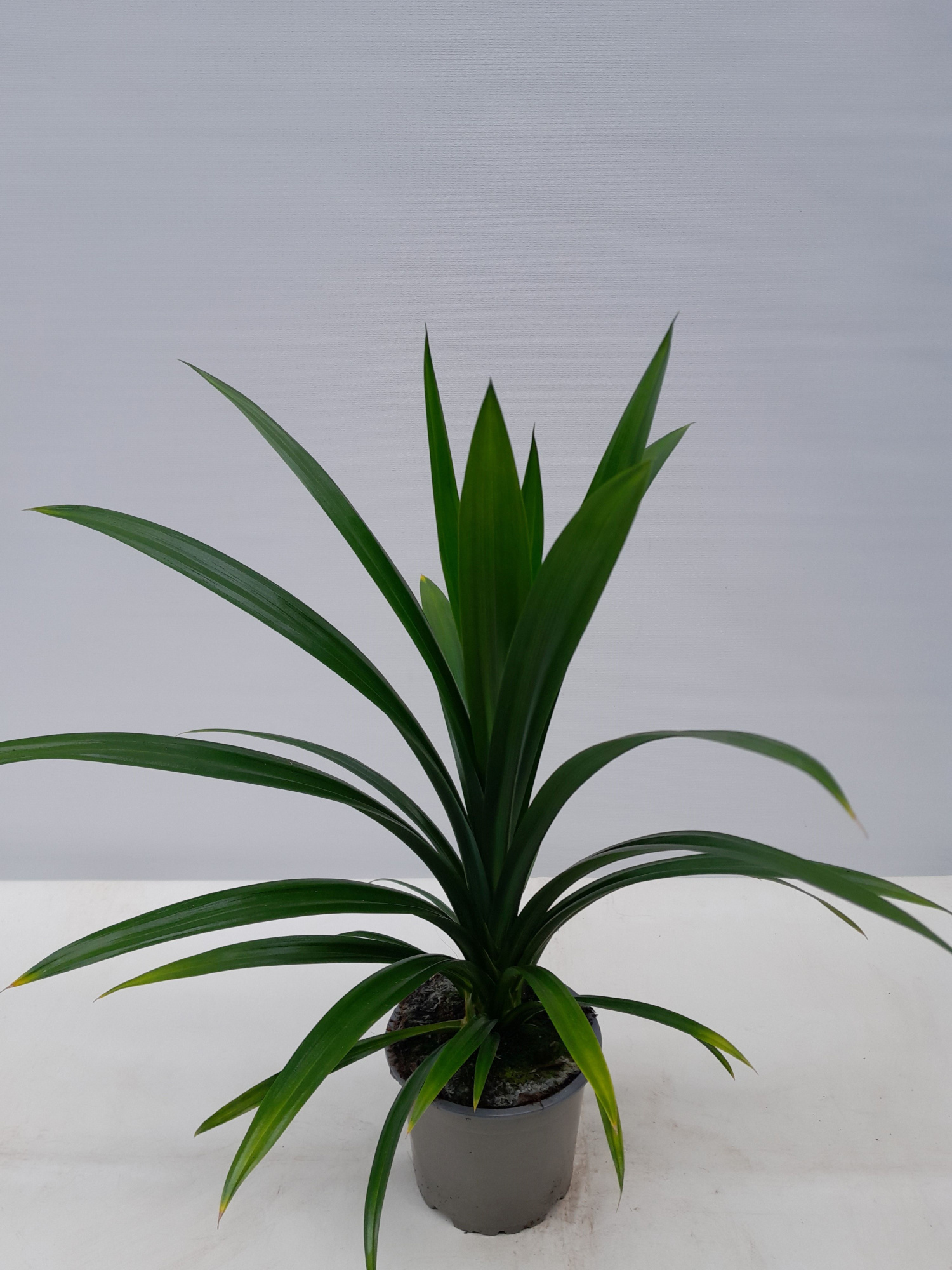PANDANUS VEITCHII, D 12 cm