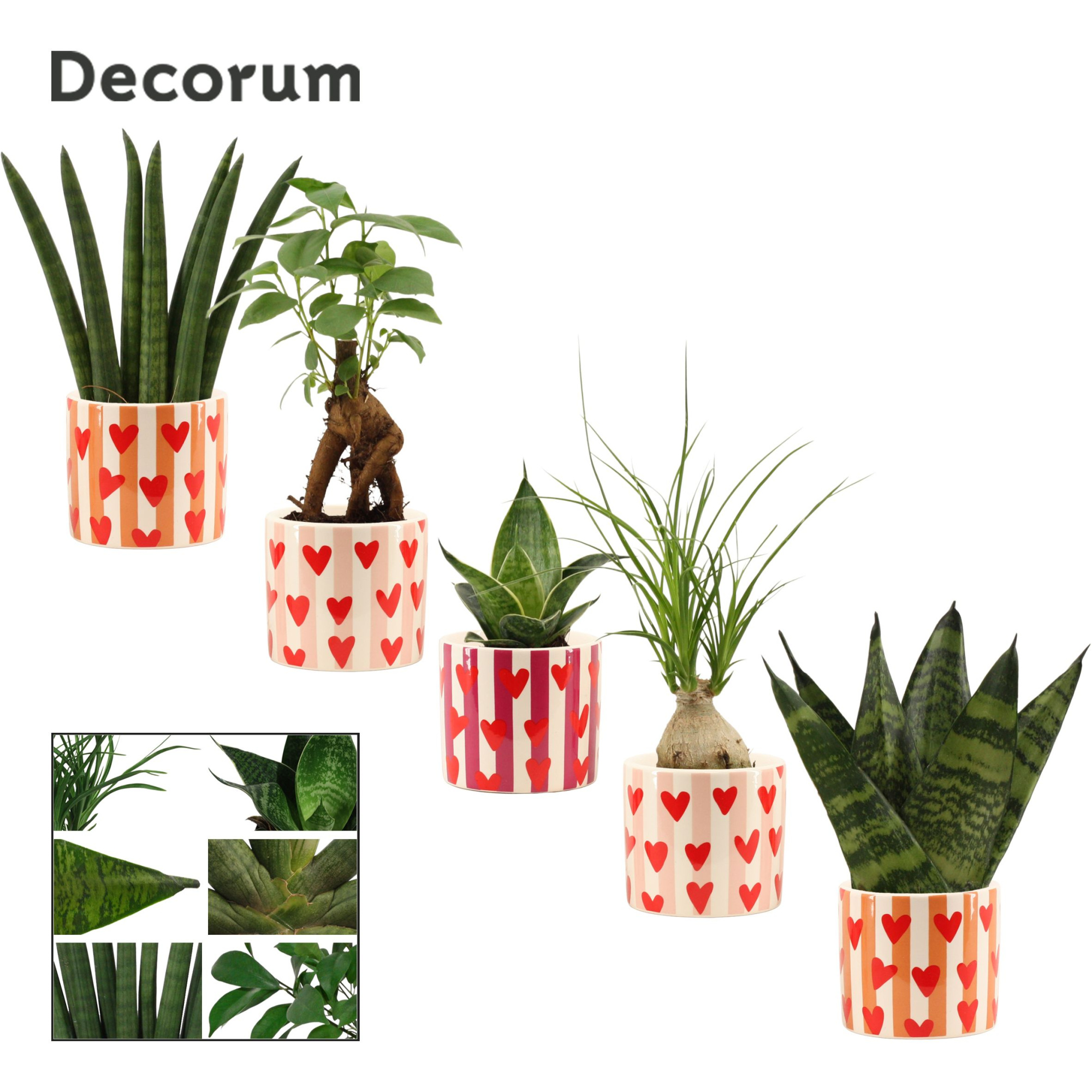 Groenmix mini in Noura (Bubblicious-collection), D 6 cm