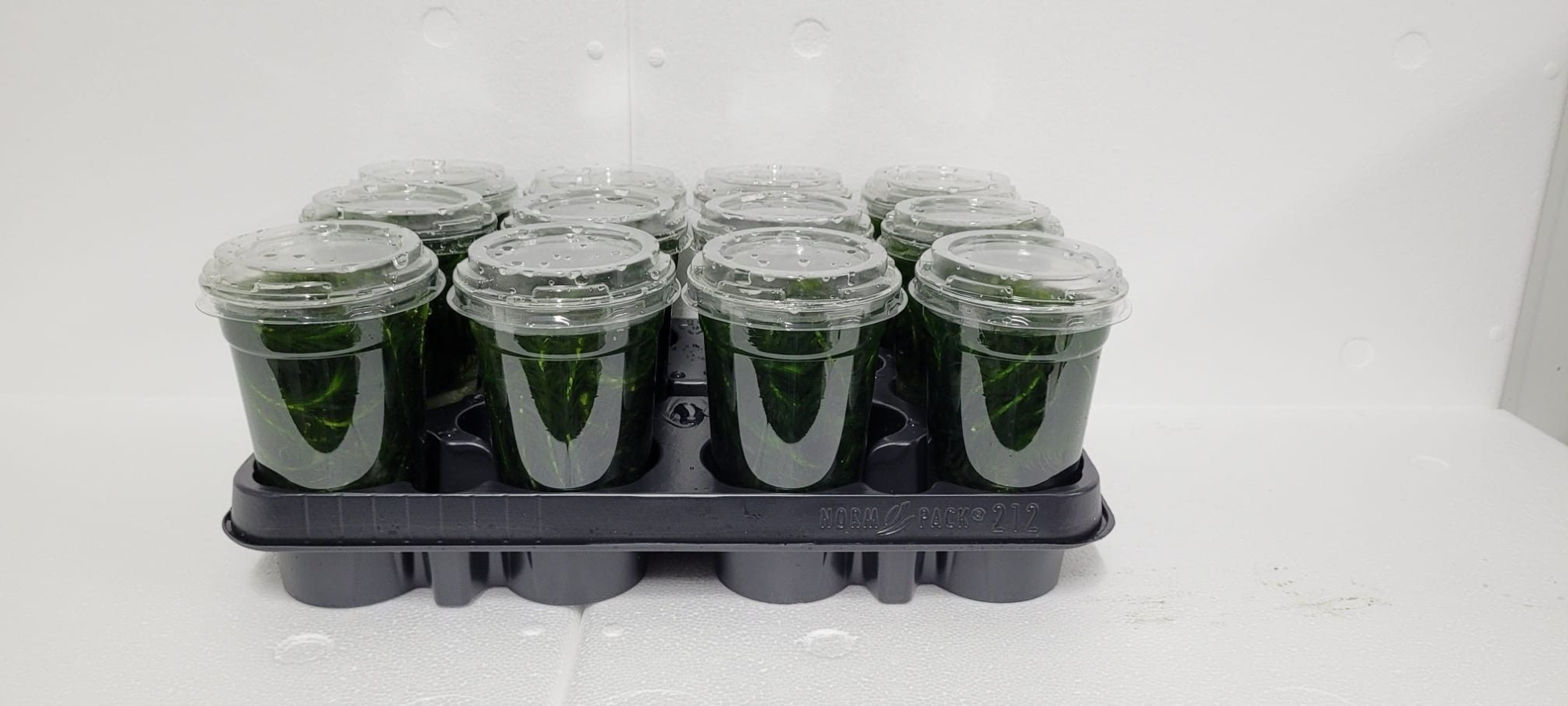 212 - egeria densa, D 9 cm