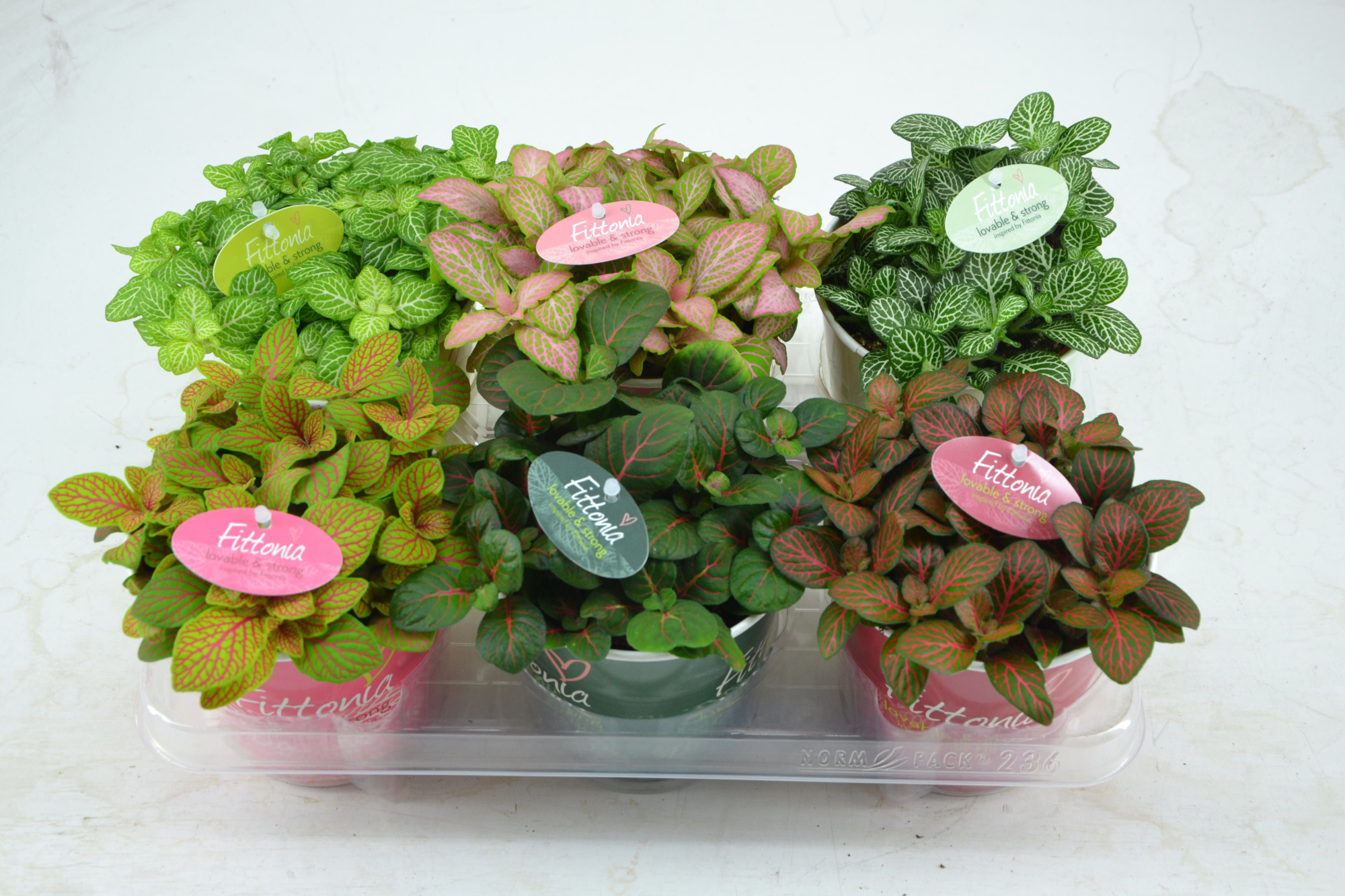 fittonia mix 12 cm in smartcup met etiket, D 12