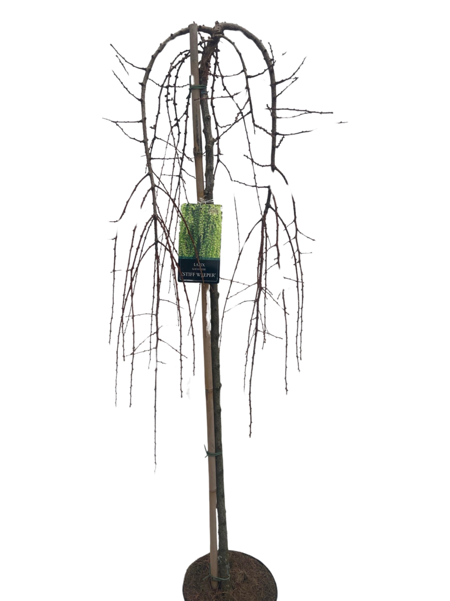 Larix Kaempferi Stiff Weeper Stam 120cm, D 27