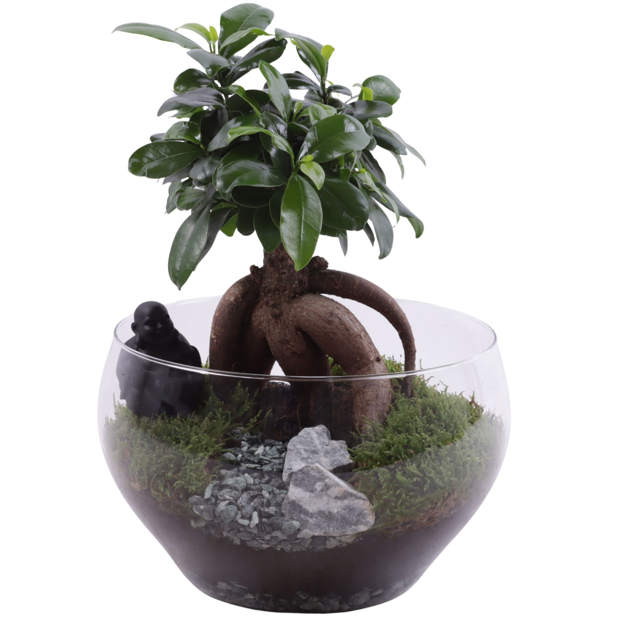 Ficus m. Ginseng Ø12cm in Glass Bowl Rounded Ø25cm, D 25 cm