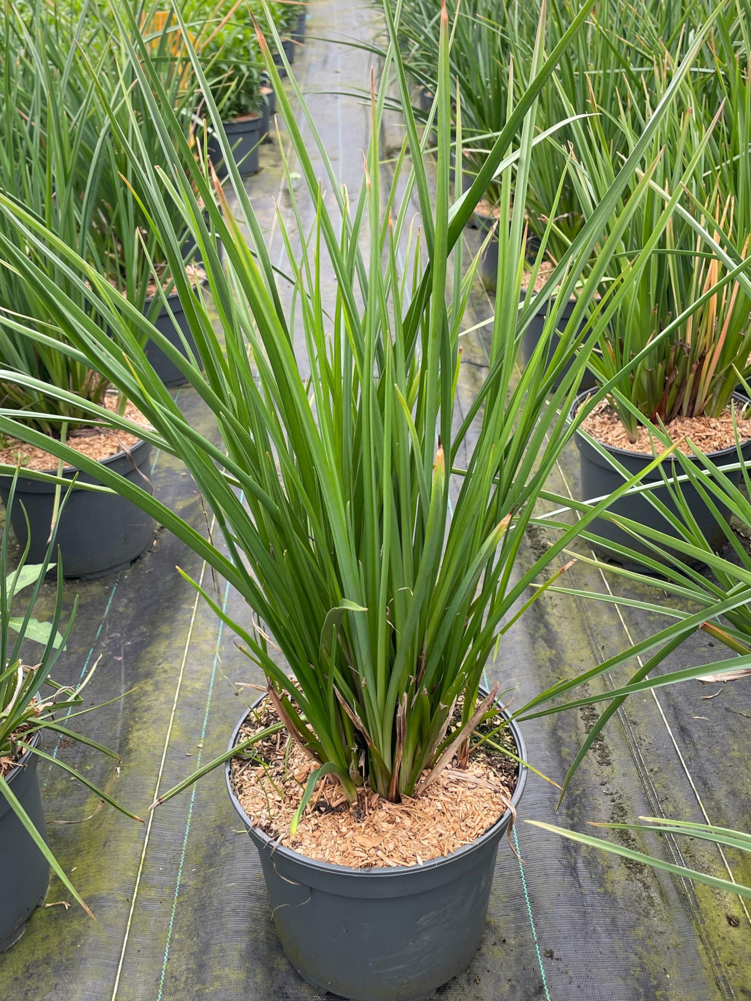 Kniphofia uva. Flamenco, D 23 cm