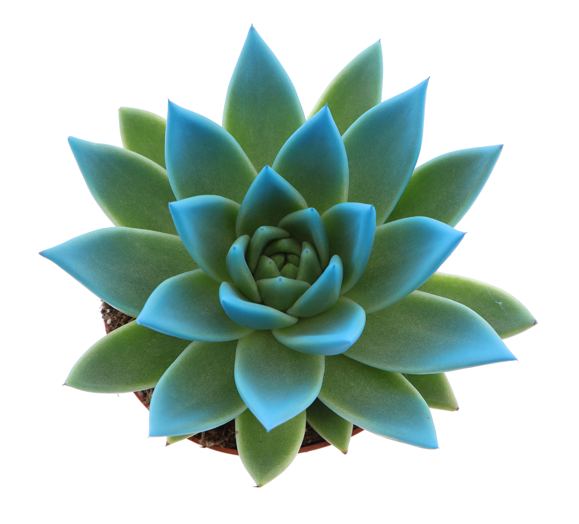 Miranda tips mint, D 10,5 cm