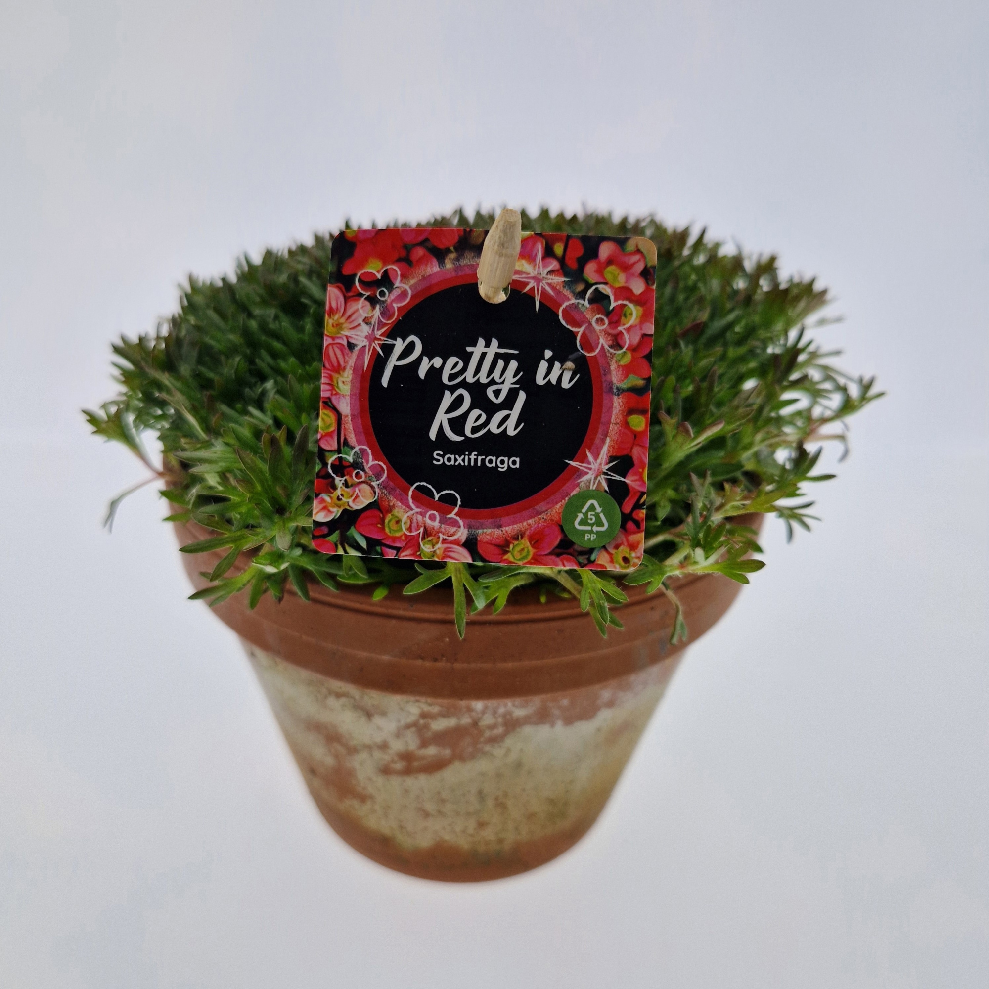 Saxifraga arendsii Red Terra Cotta pot 15, D 15