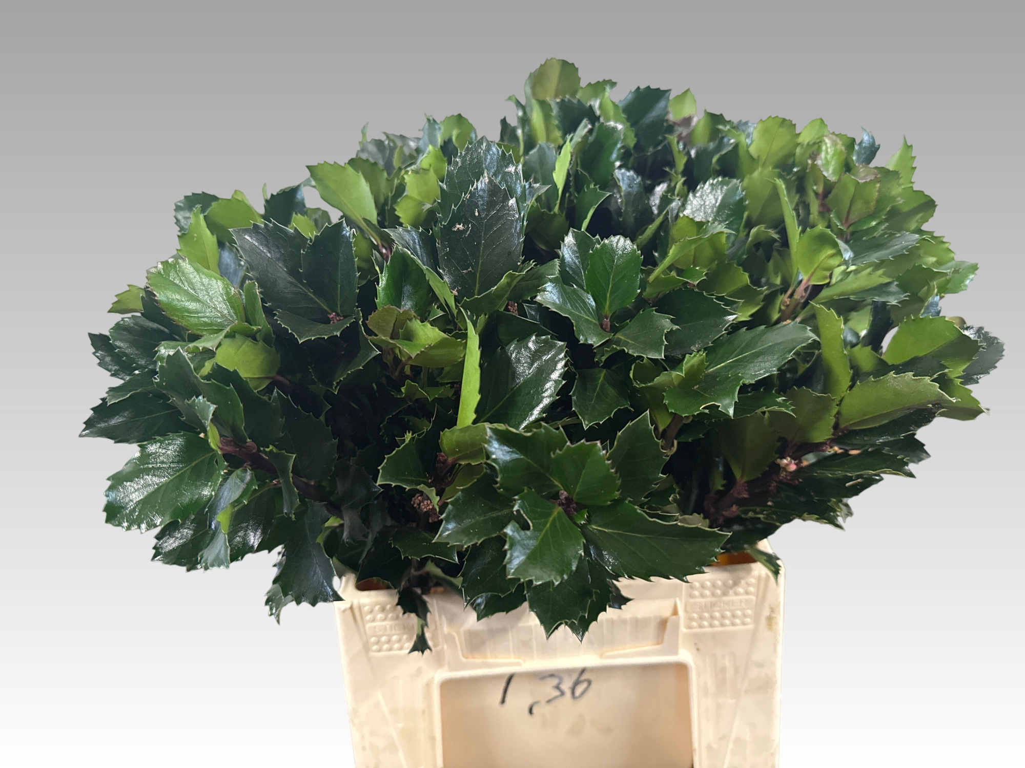 Илекс Блю Принц 45, шт.