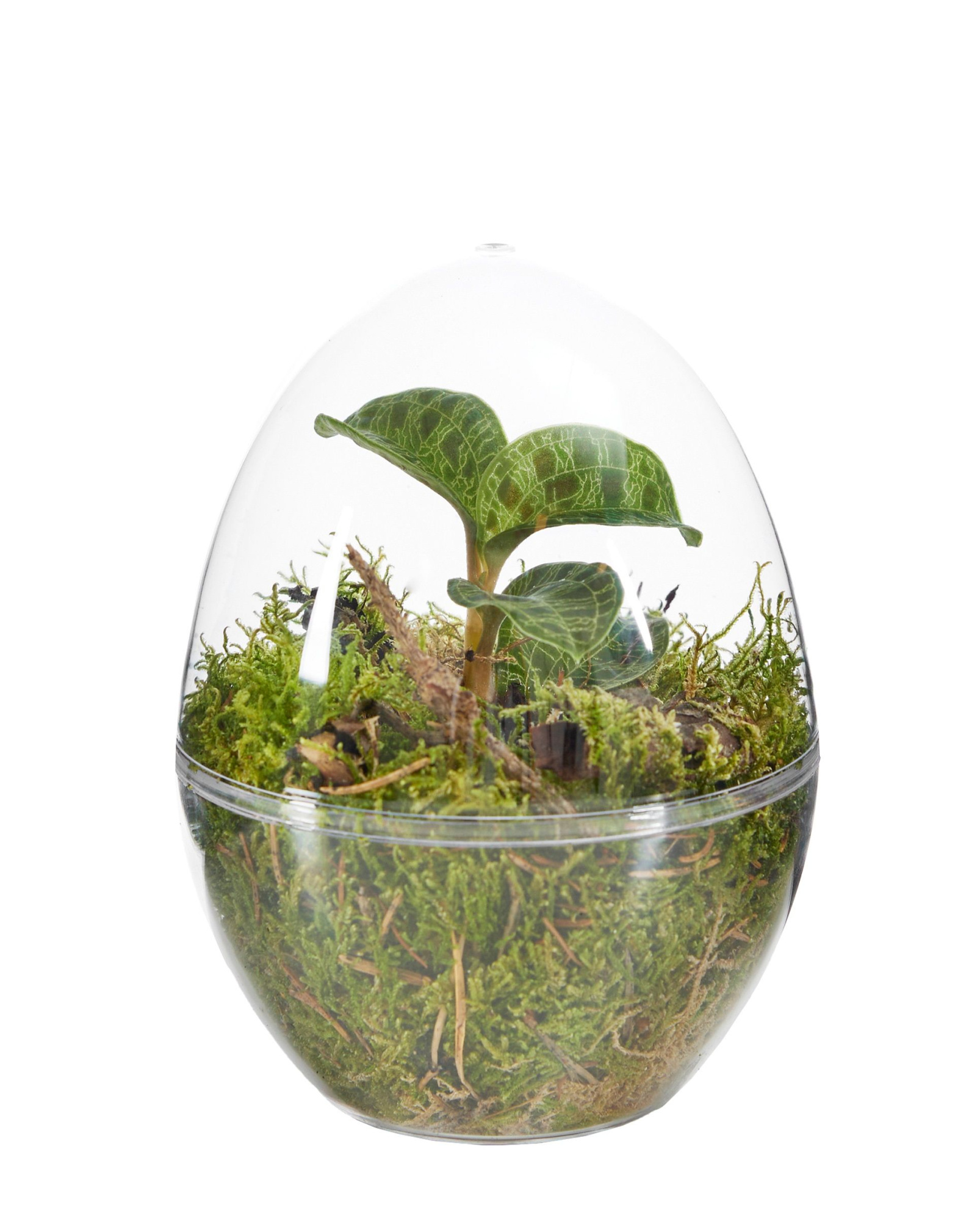 Jewel Orchid Terrarrium, D 12 cm