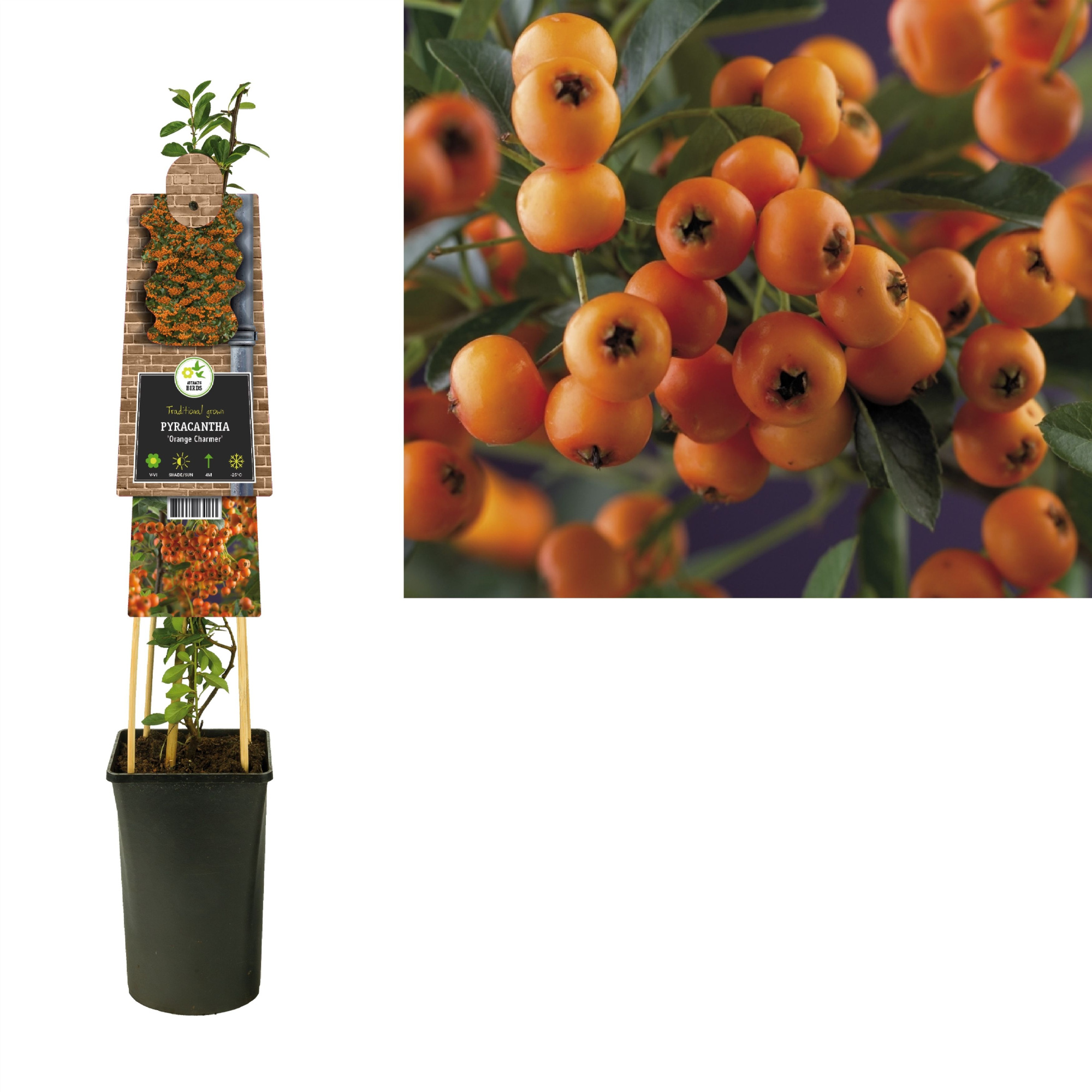 Pyracantha 'Golden Charmer' +3.0 label, D 17 cm