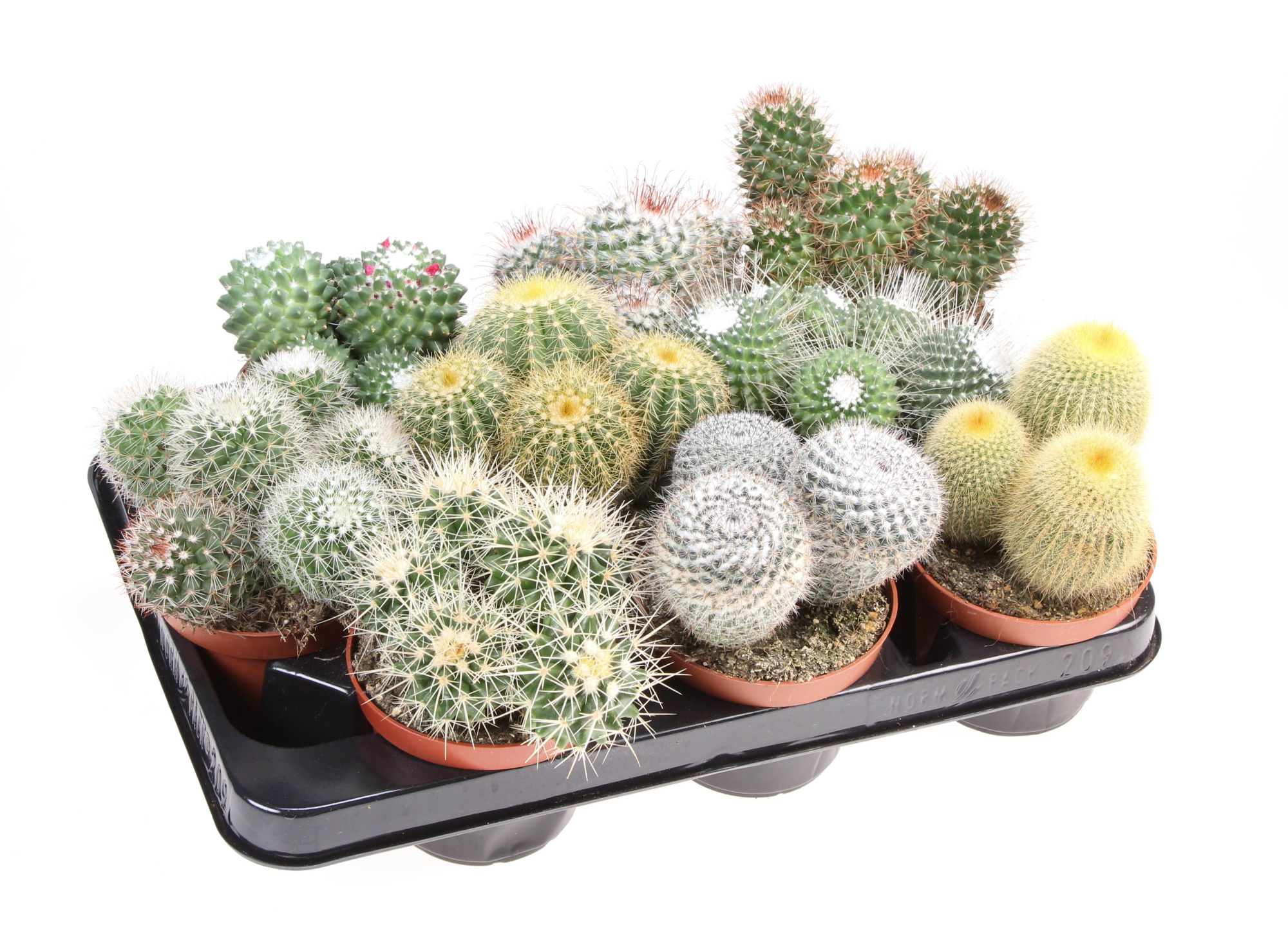 Cactus bol mix, D 10,5 cm