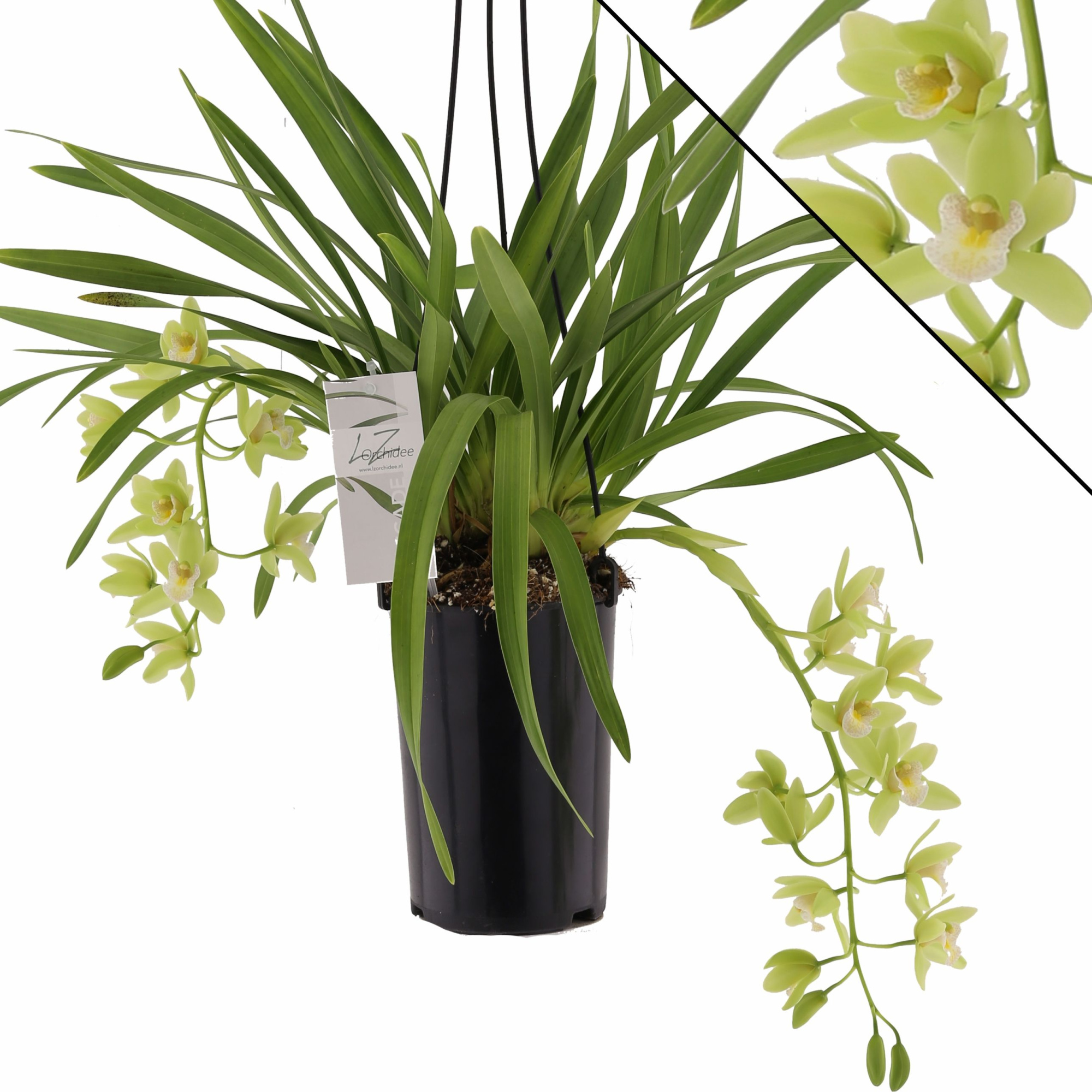 Jennifer 1 tak, D 14