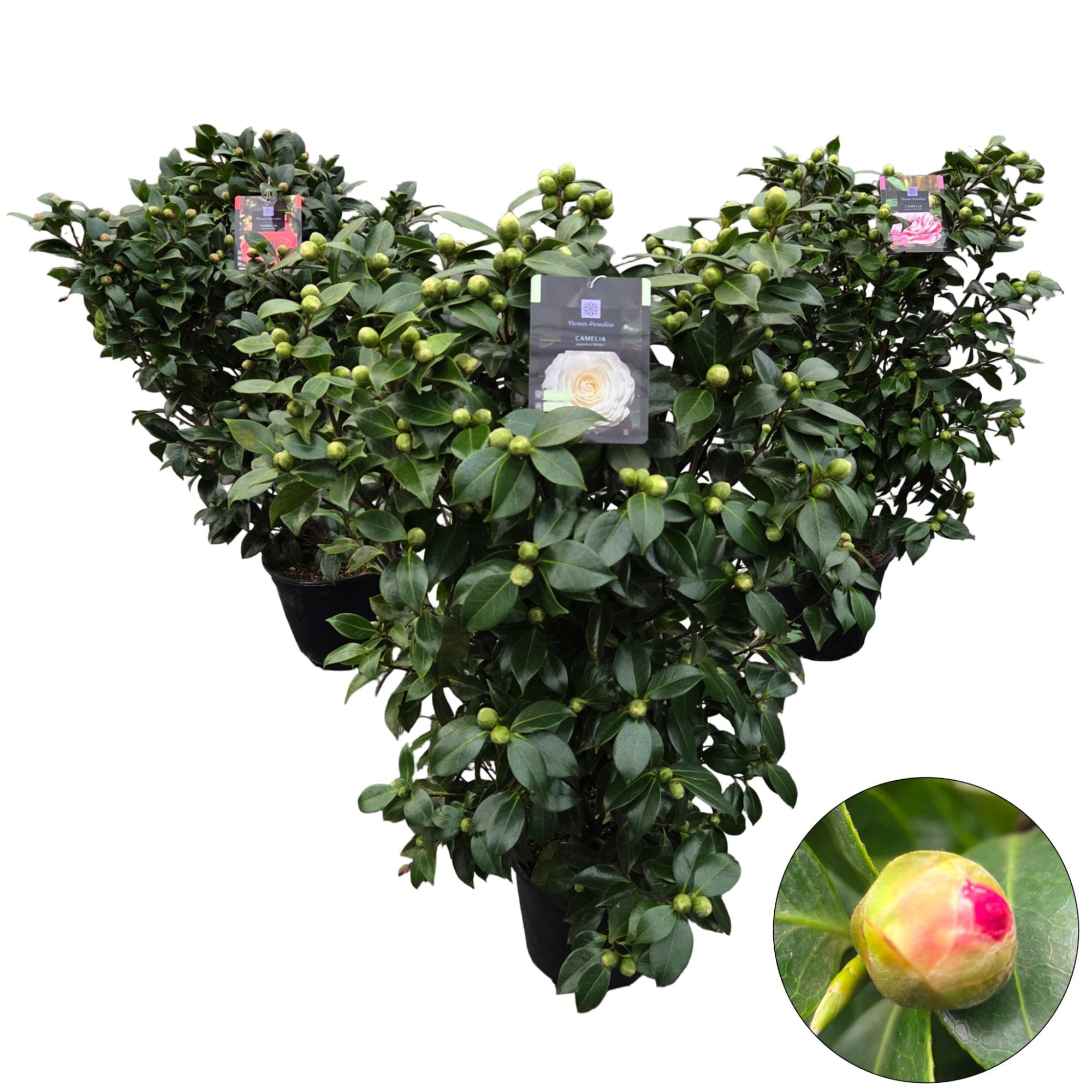 Camellia jap. 'Mix', D 29