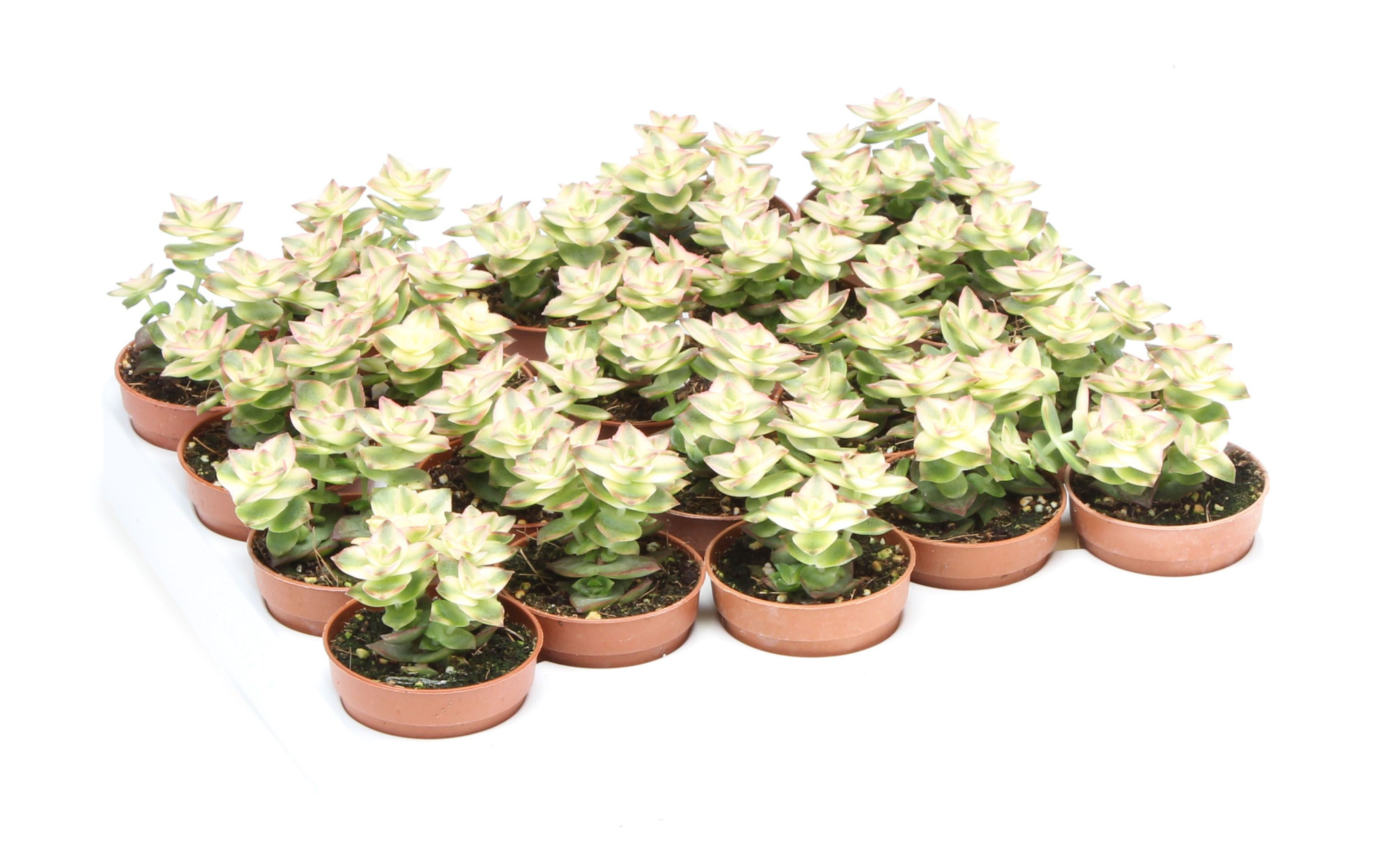 Crassula pagoda variegata, D 5,5