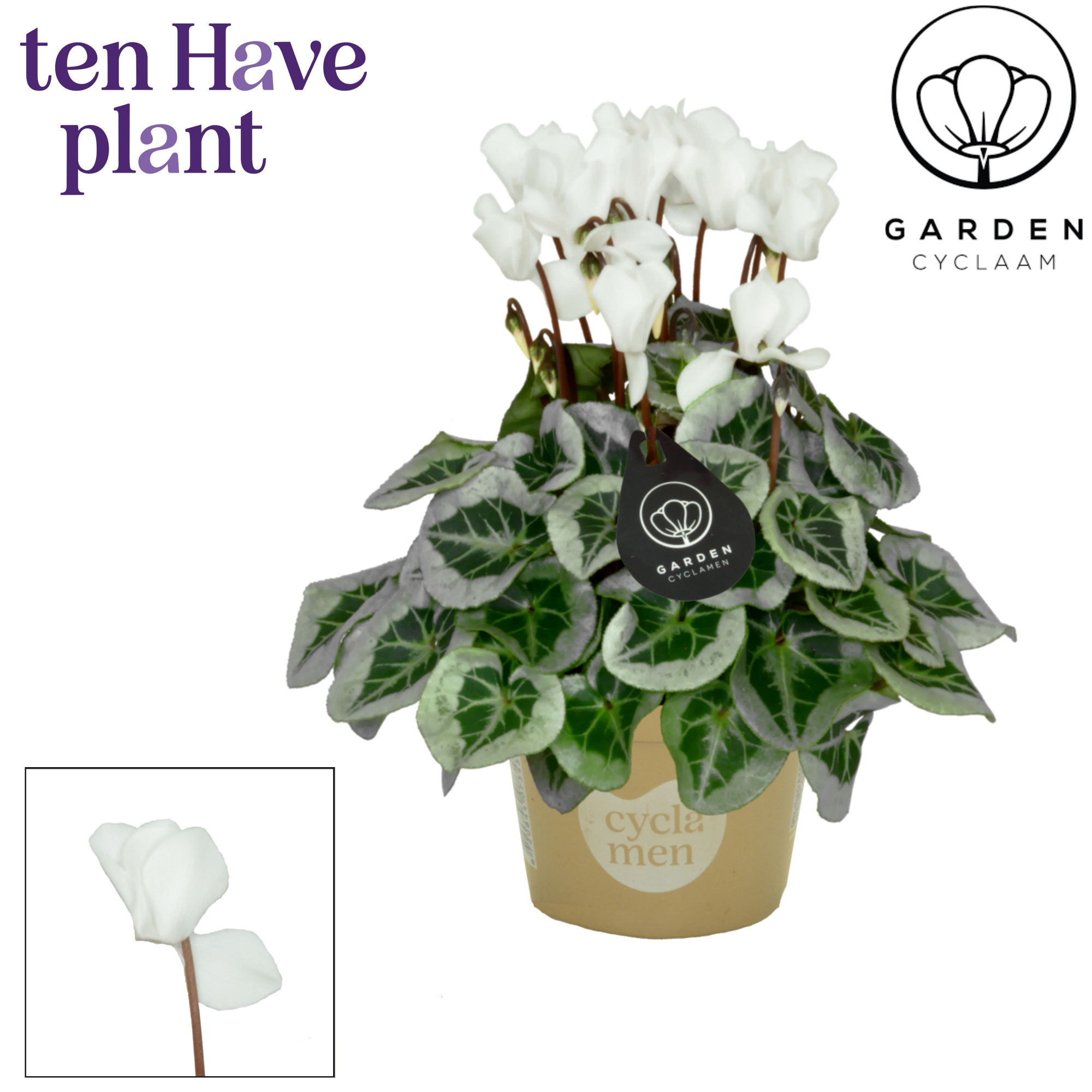 Cyclamen SS Picasso Garden Wit, D 11 cm