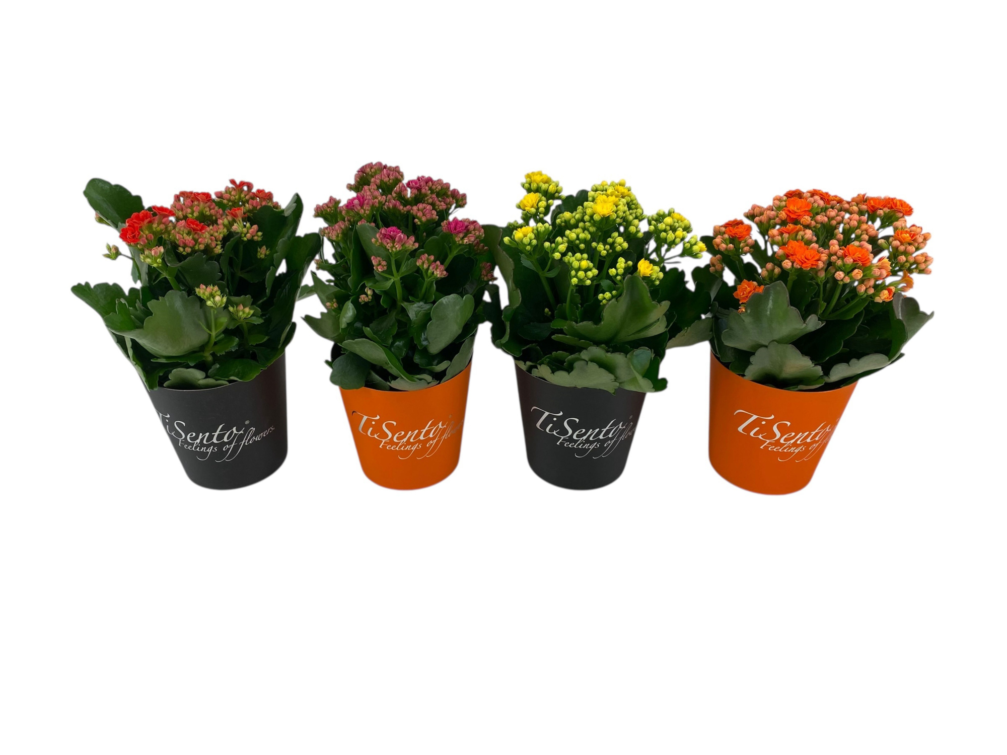 Calandiva 12 cm mix - oranje+zwarte Smartcup, D 12 cm
