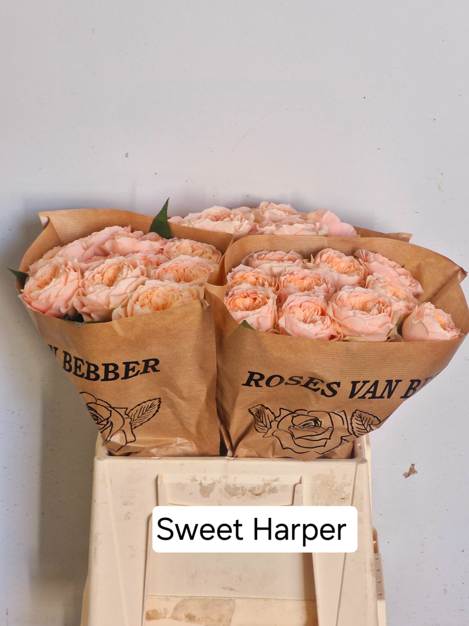 Роза од. Свит Харпер! 40, шт.