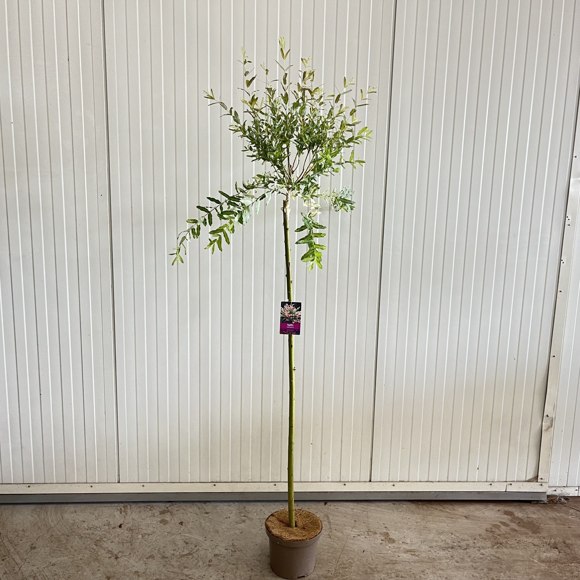 Salix integra 'Hakuro Nishiki' -- stam 120 cm, D 23 cm