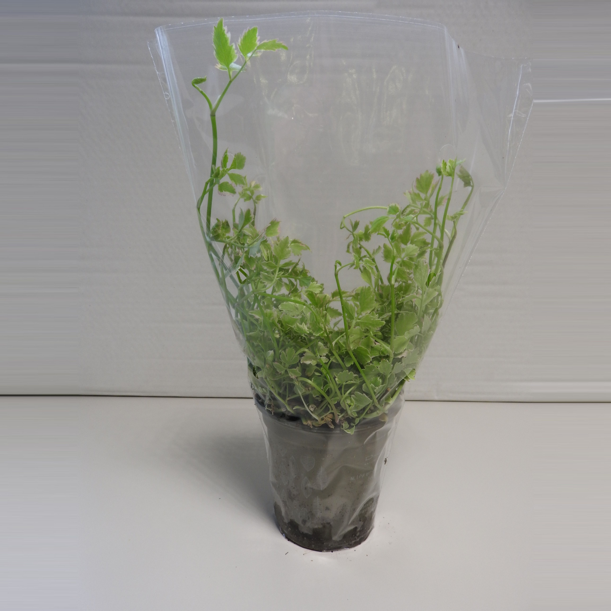 Peterselie Berg P9, D 9 cm