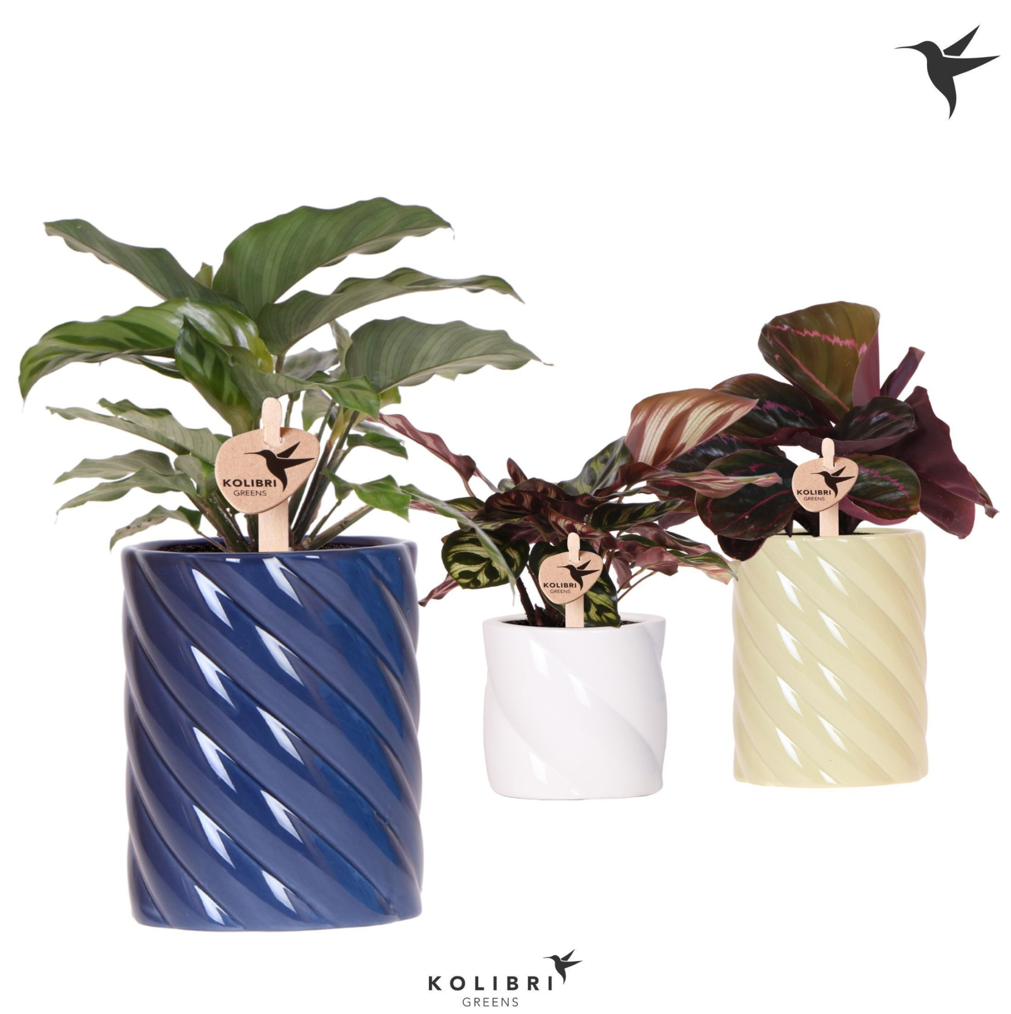 Kolibri Greens Calathea mix in Candy pot blue mix, D 9